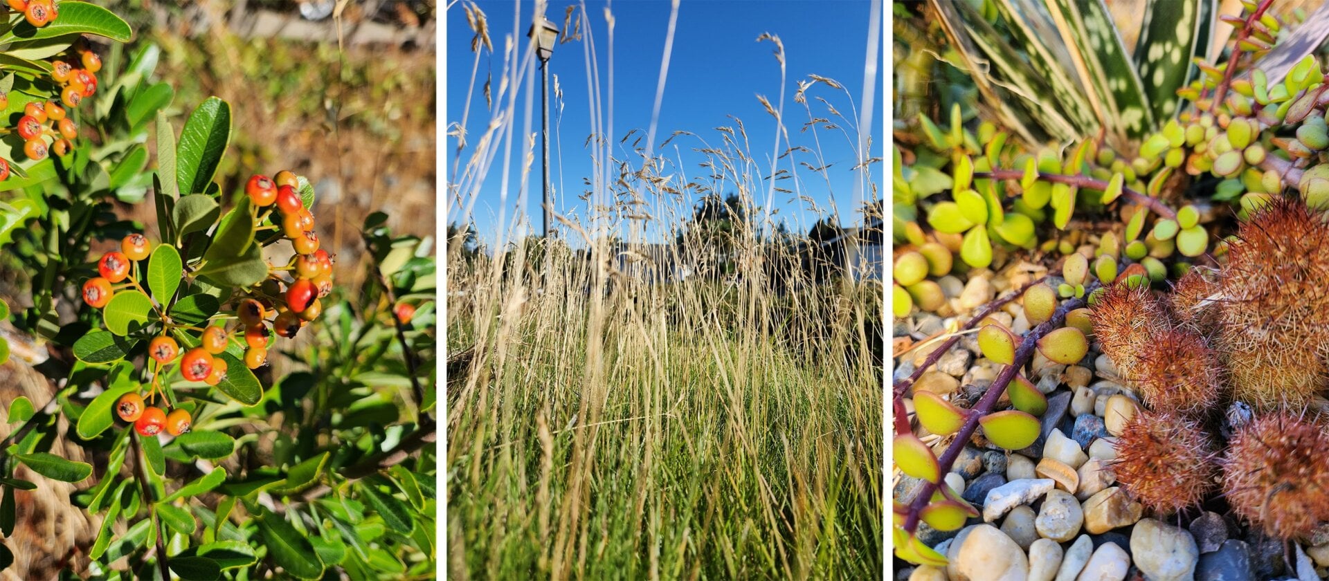 An array of photo samples taken with the Z Fold 4