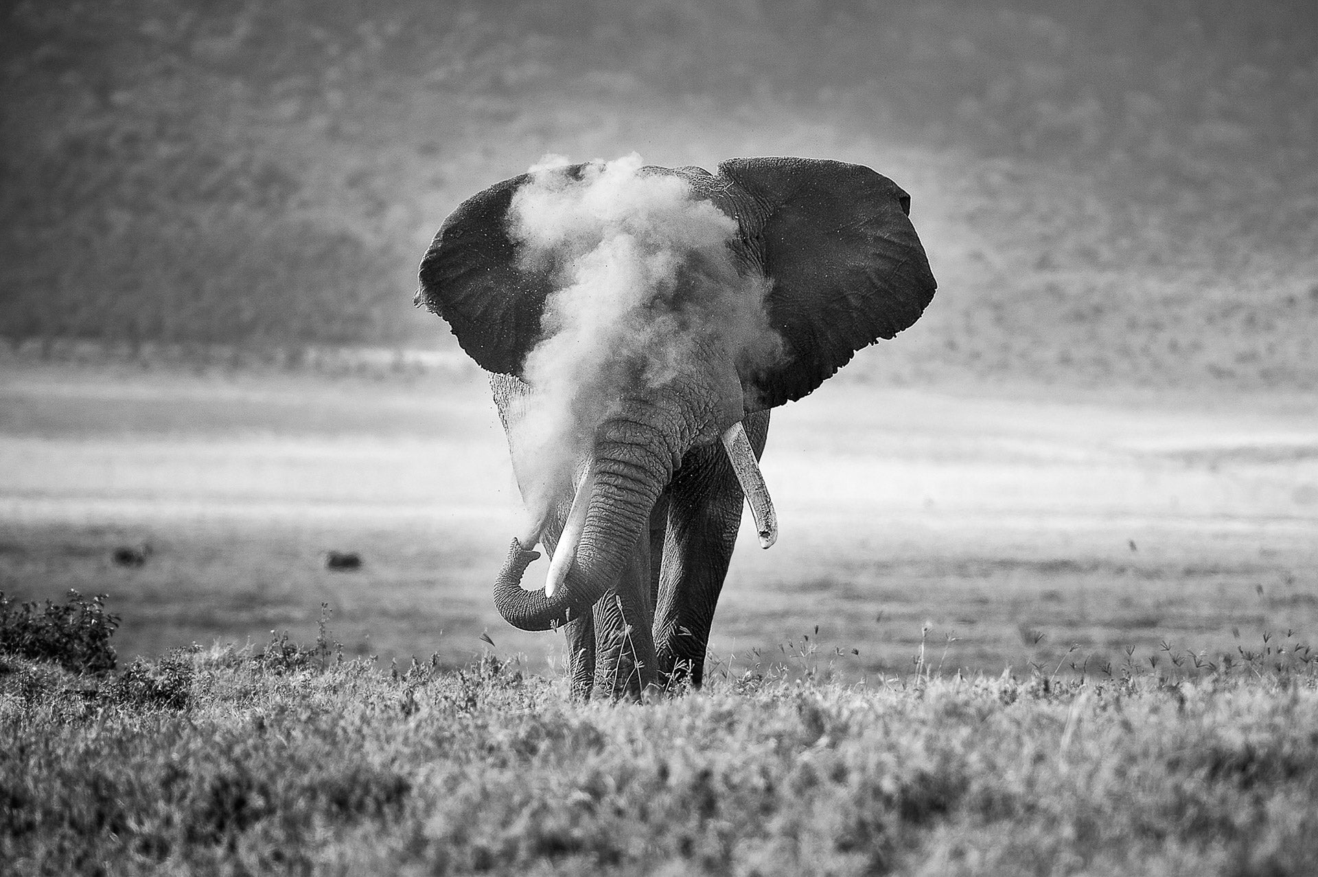 An African elephant puffs dust into the air with its trunk.