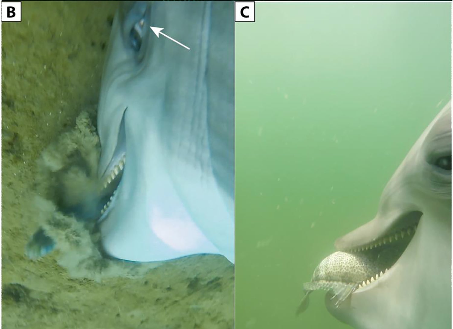 The camera angles definitely make the dolphins look like aliens.