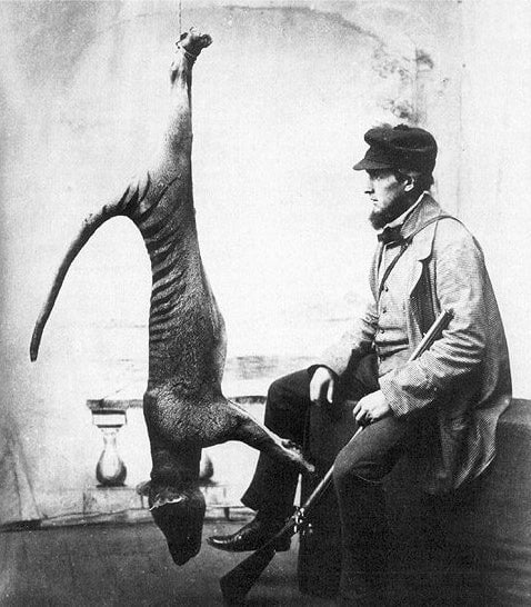 Thylacines were hunted to extinction in the 20th century.