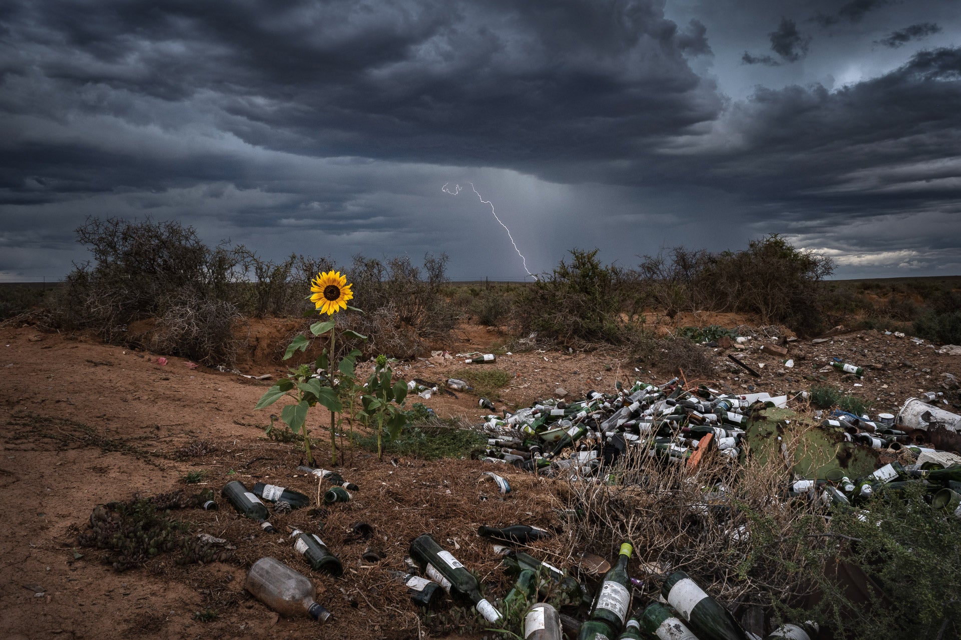 A lone sunflower grows next to a trash heap in South Africa.