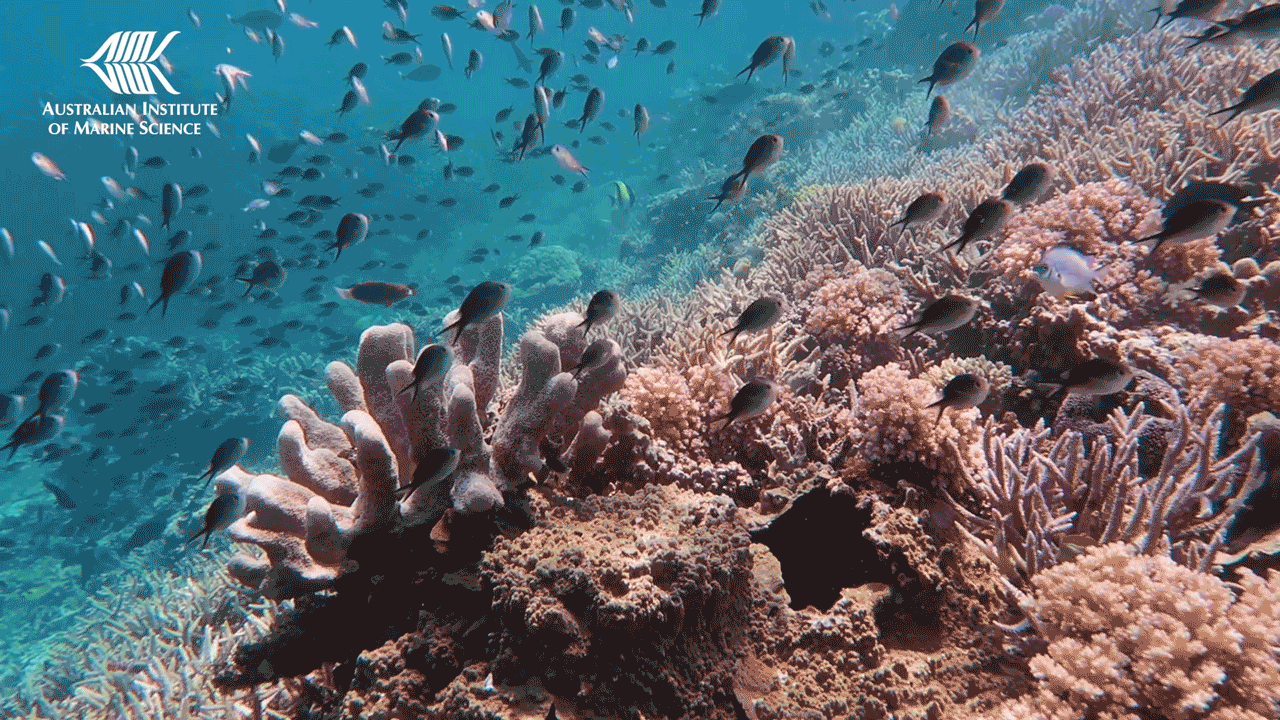 The Great Barrier Reef is the world’s largest coral reef system.