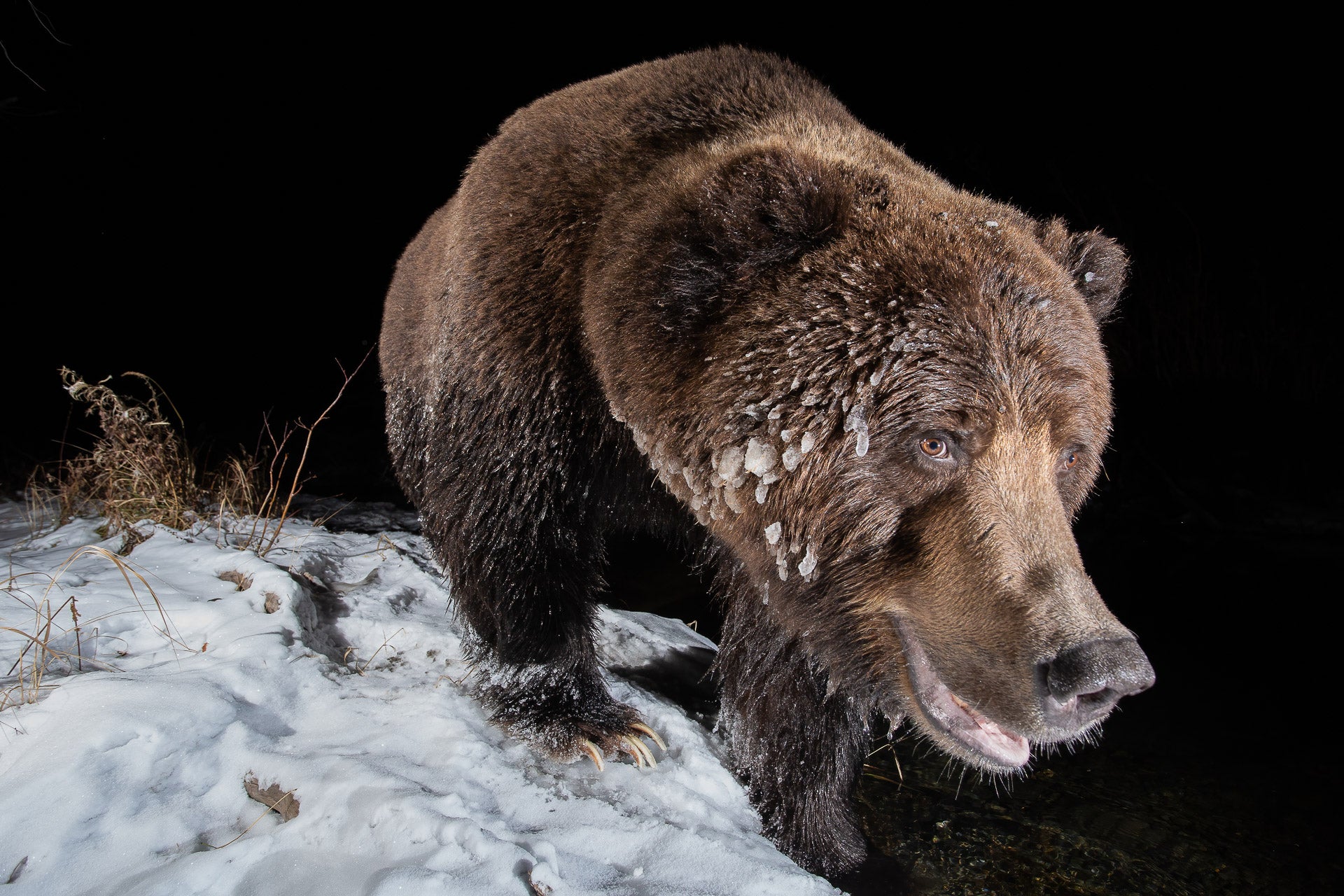 A grizzly bear in Canada, ice caking its face.