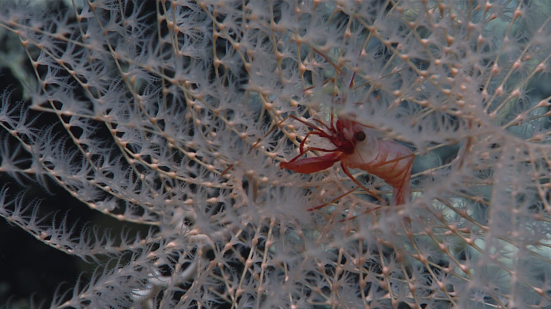 Photo: NOAA Ocean Exploration, Voyage to the Ridge 2022