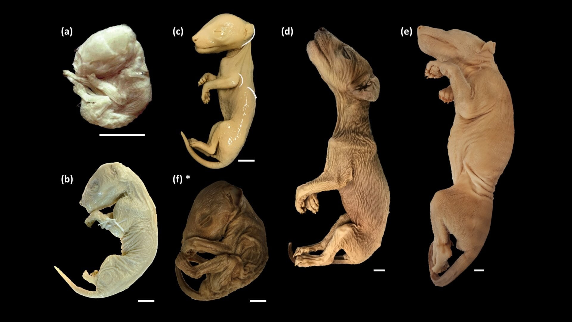 Preserved thylacine embryos and pups, which helped produce a thylacine genome.