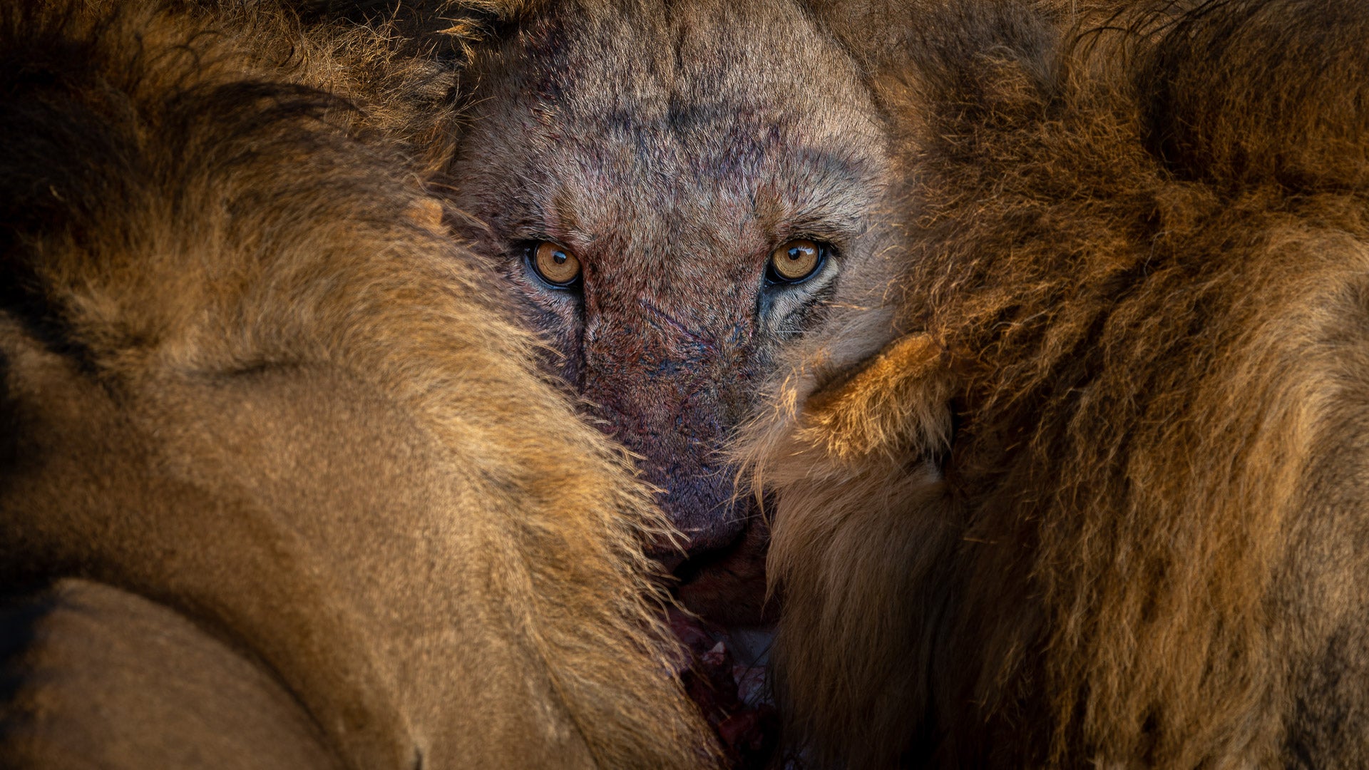 The yellow eyes of a lion, flanked by more lions.