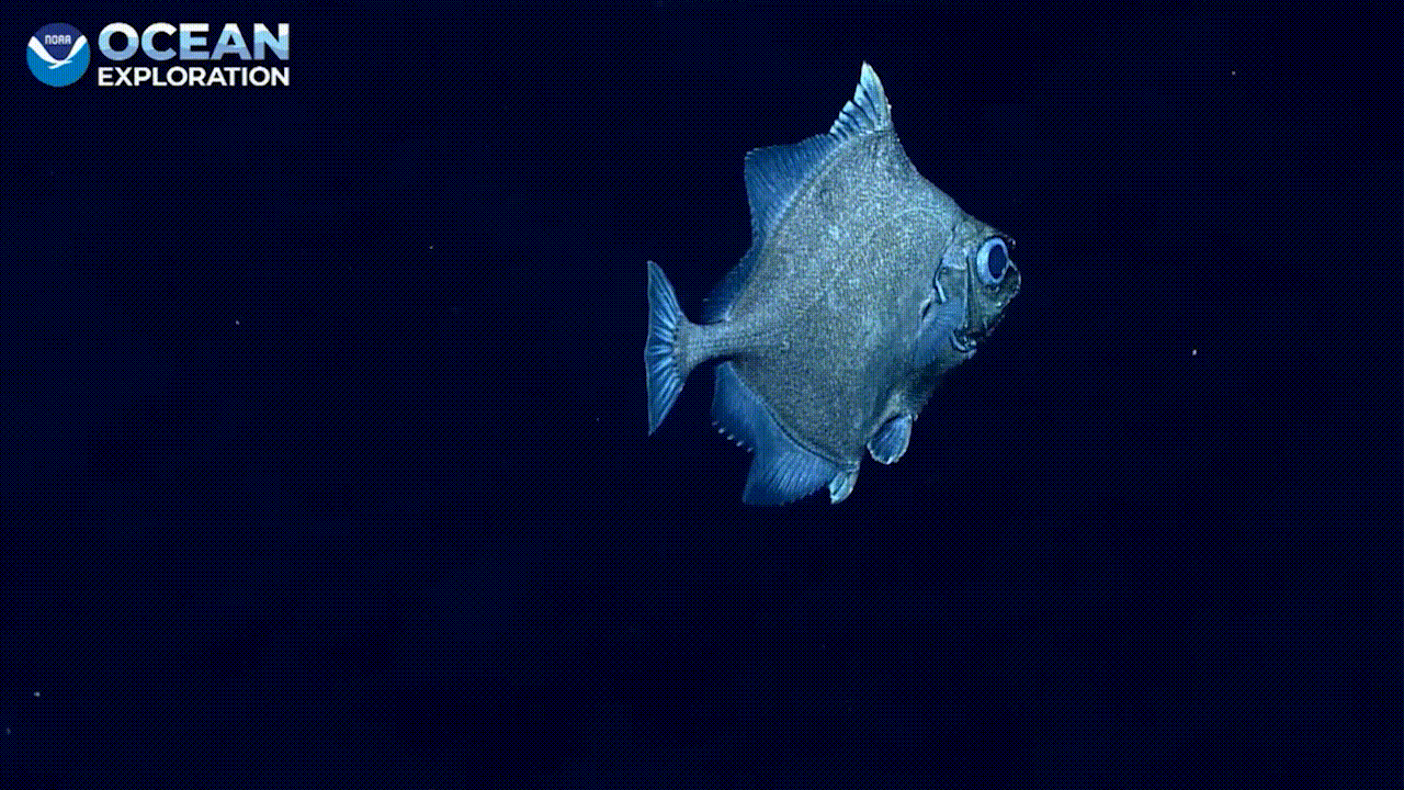 With its sudden pivot, this fish gives echoes of “dramatic prairie dog.”