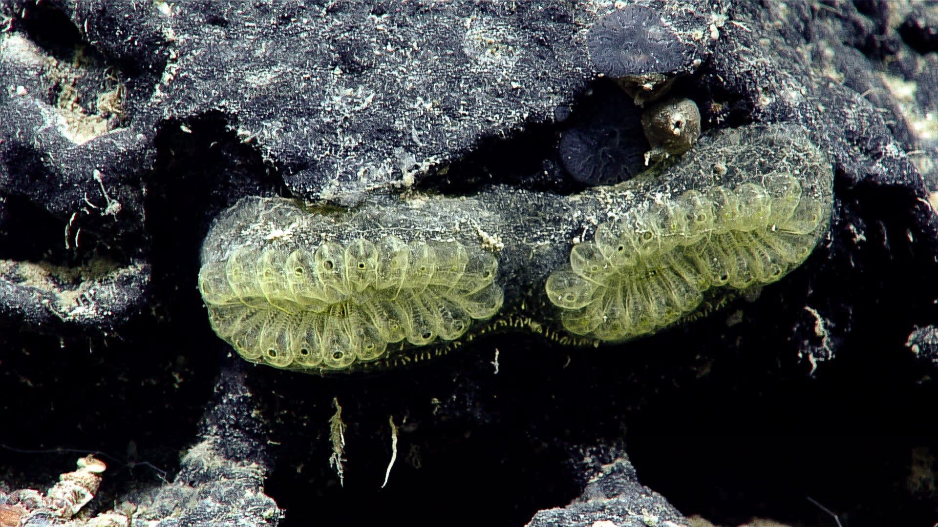 Photo: NOAA Ocean Exploration, Voyage to the Ridge 2022