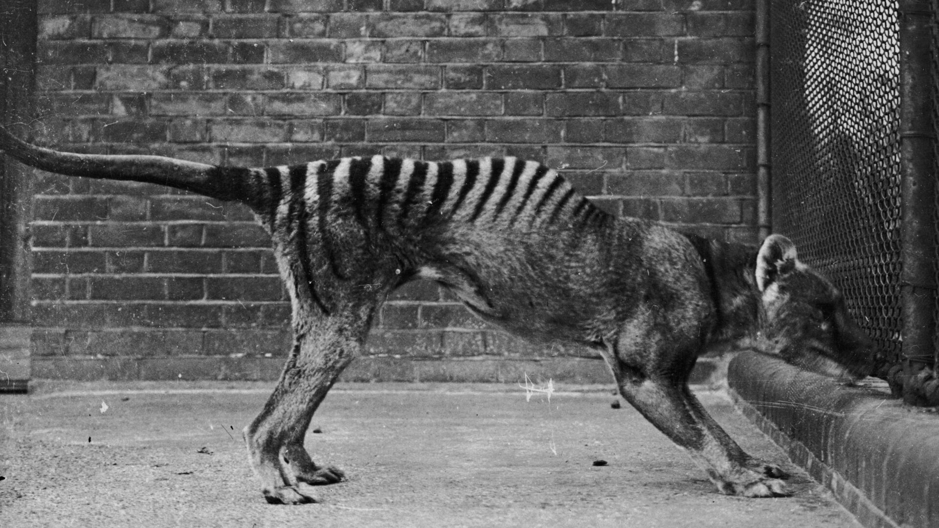 A thylacine in captivity in the 1930s.