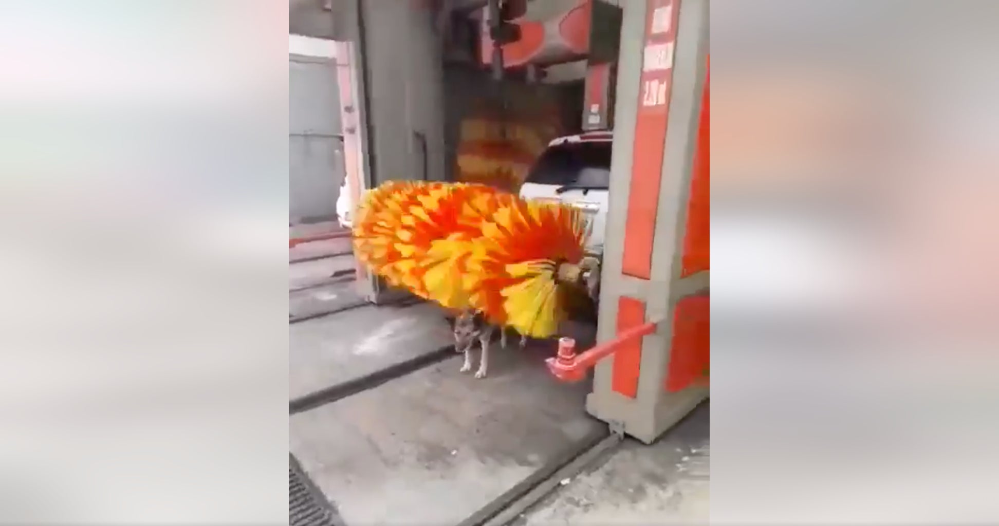 OK this dog washing himself at the car wash was freaking adorable. Thumbs up.