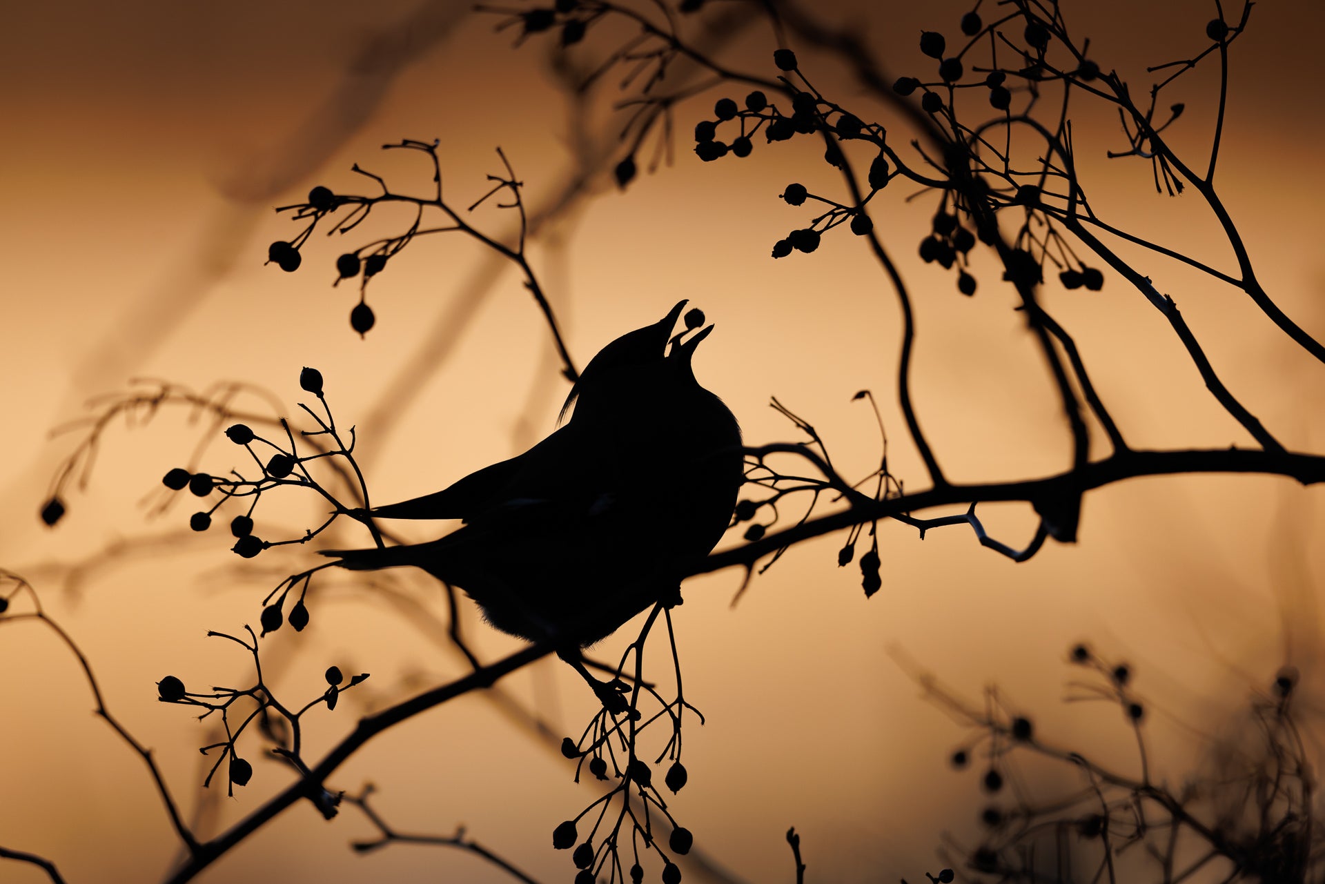 The silhouette of a Bohemian waxwing chomping on some berries.