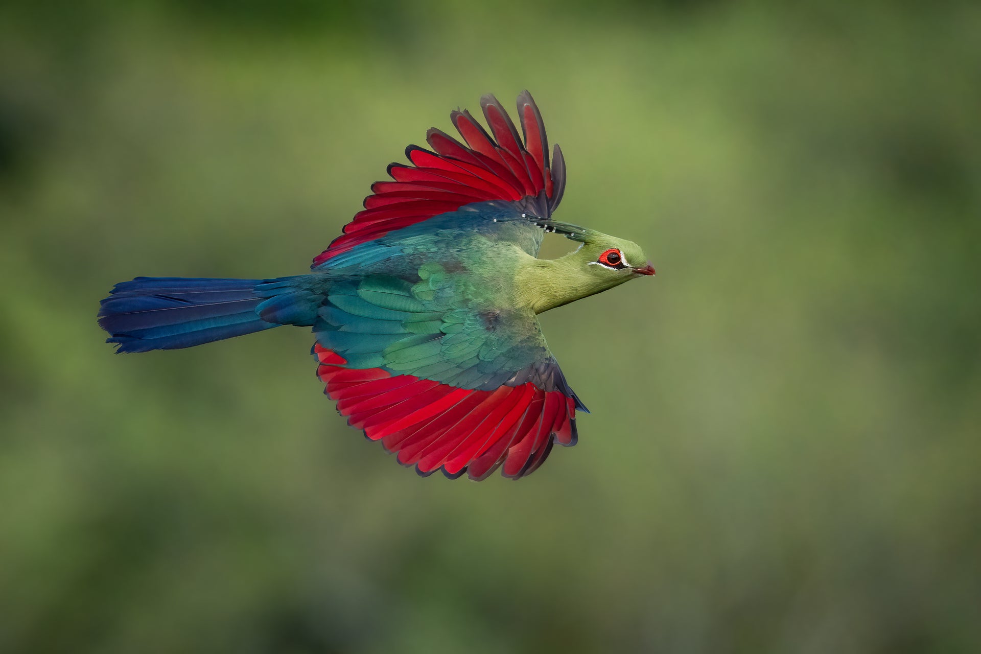 A Schalow’s turaco flying.