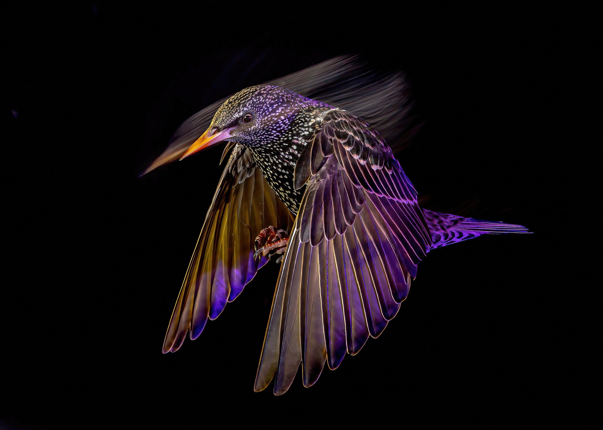 A starling swoops towards a feeder at night.