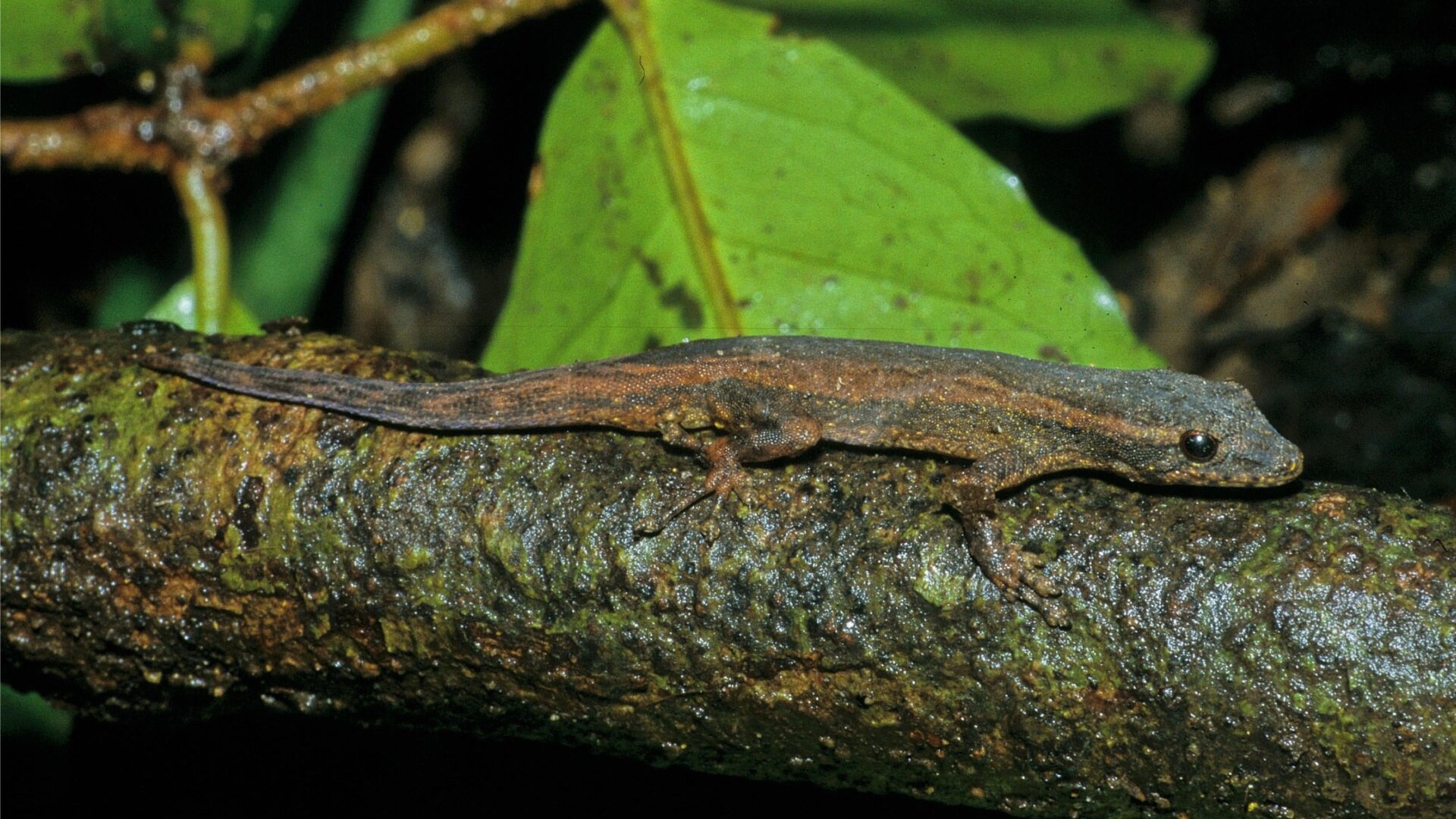 The adorable Lygodactylus salvi, one of the newly described species.