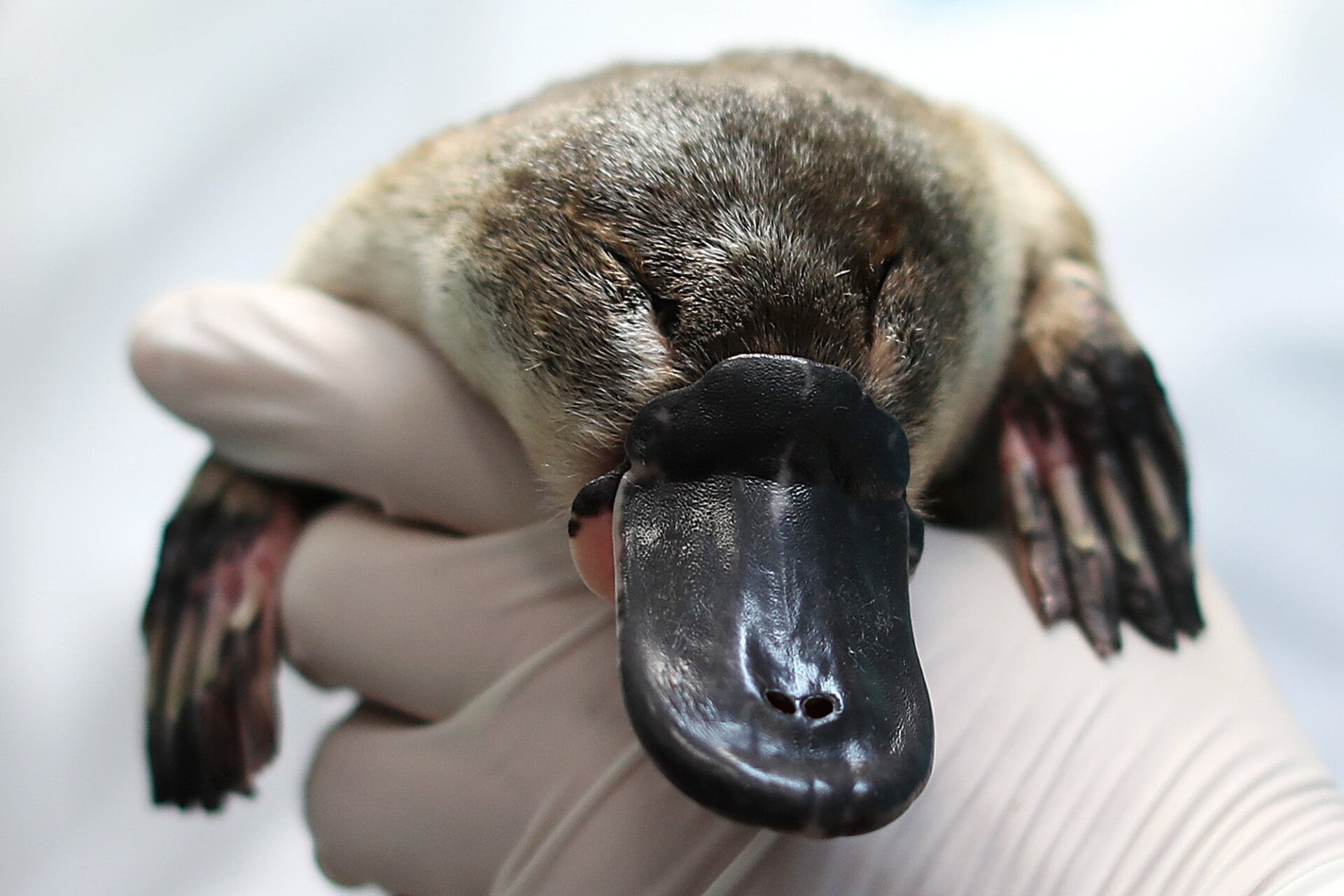 A platypus at the Taronga Zoo in Australia.