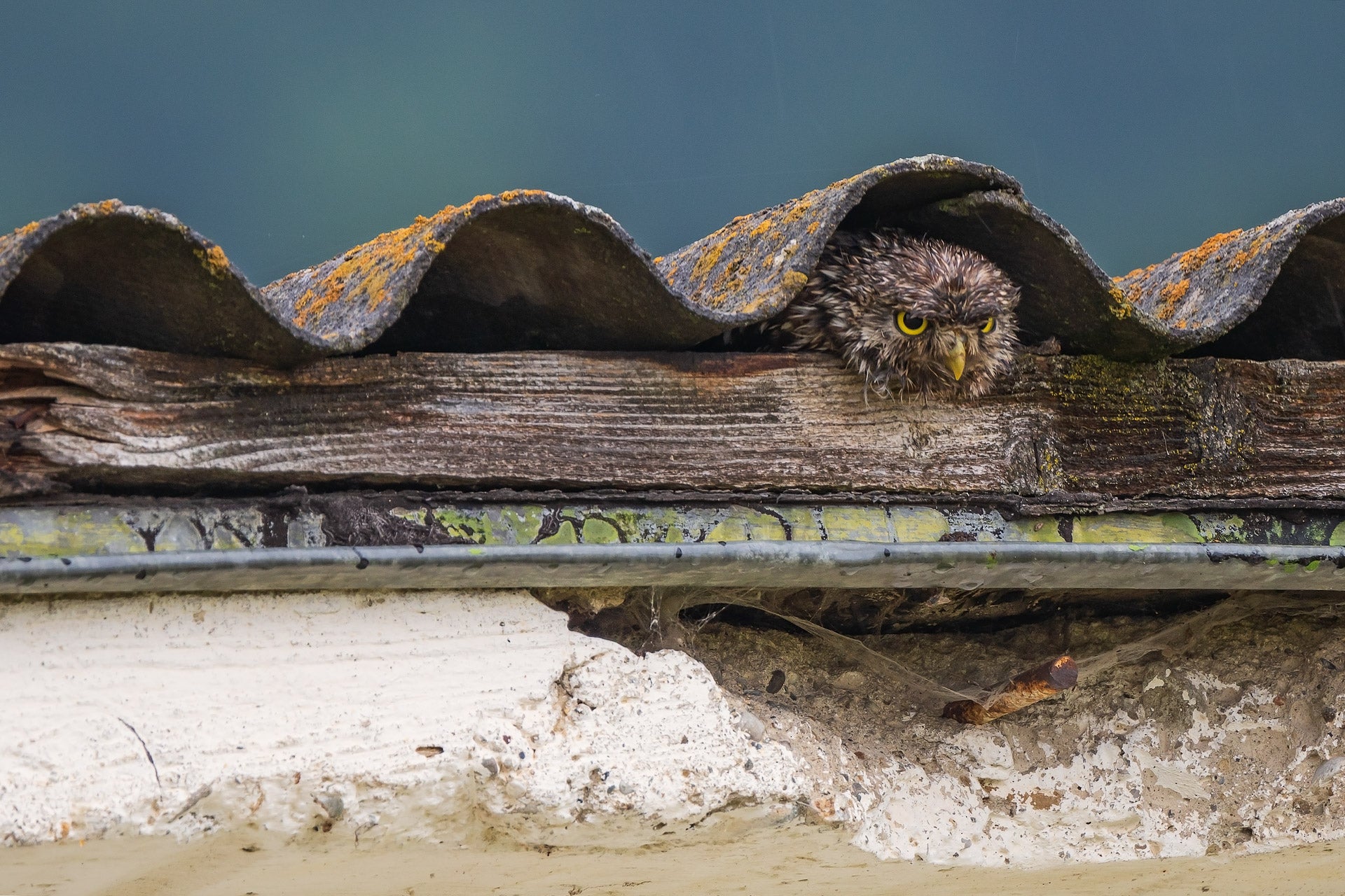 An owl looks annoyed as it sits under a house’s roof.