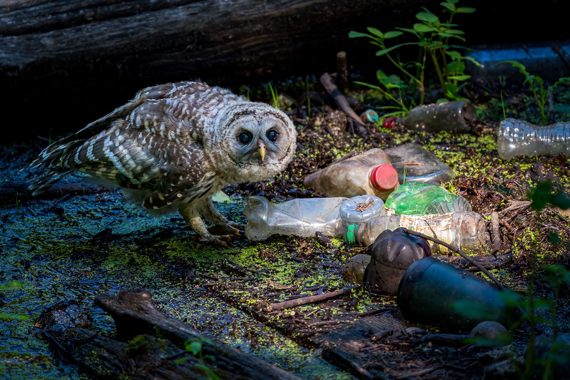 An owlet casts a forlorn figure next to human refuse in a forest.