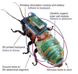 Researchers Created a 'Cyborg Cockroach' With a Backpack Battery to ...