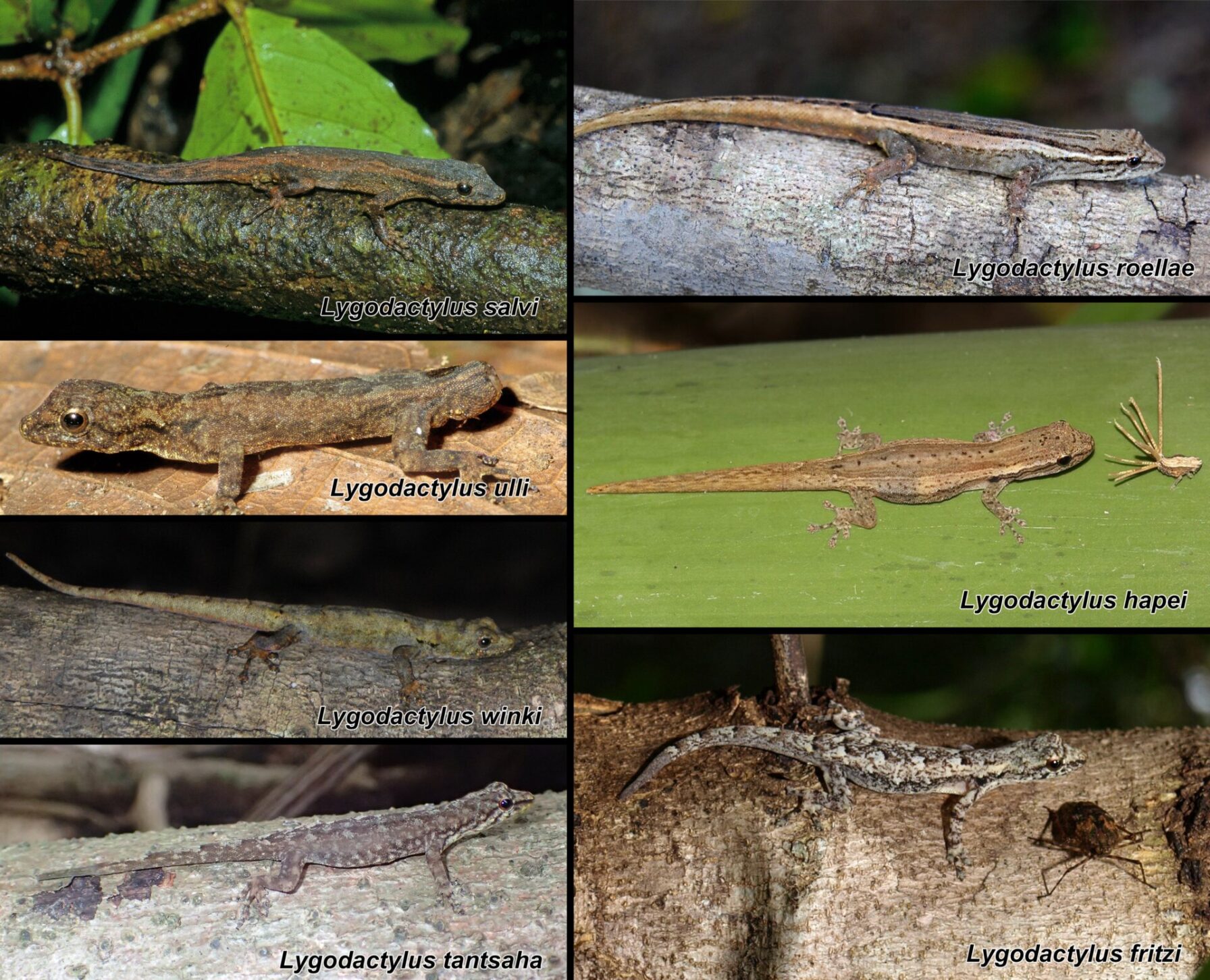 Lesser Gecko 8 New Geckos Just Dropped