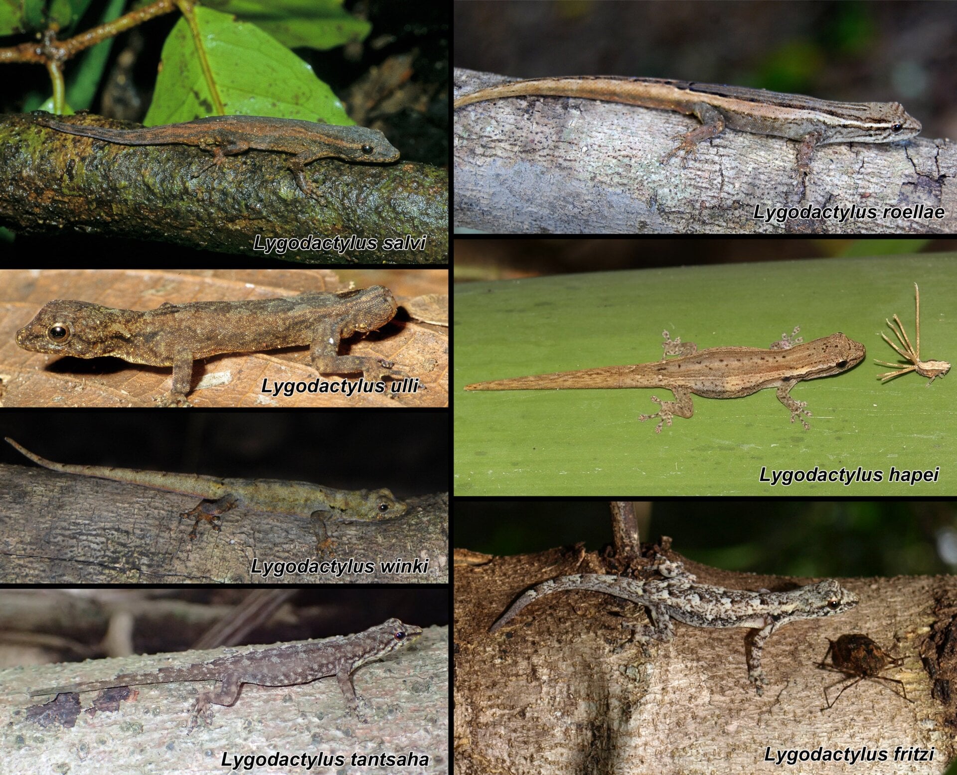 Seven of the genus Lygodactylus, described in the recent paper.