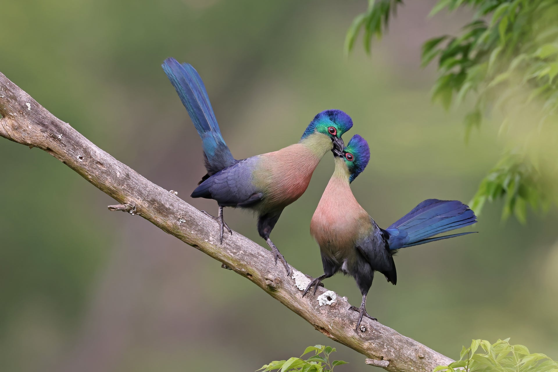 Two turacos share an intimate moment on a branch.
