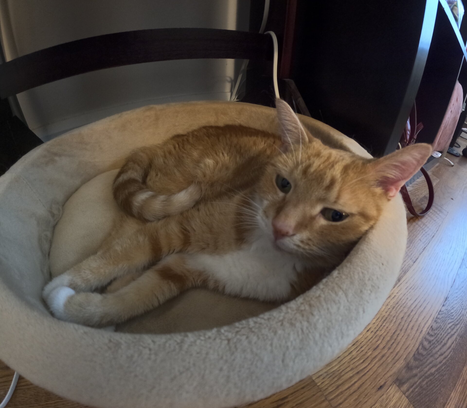 Photo: Michelle Ehrhardt / Gizmodo