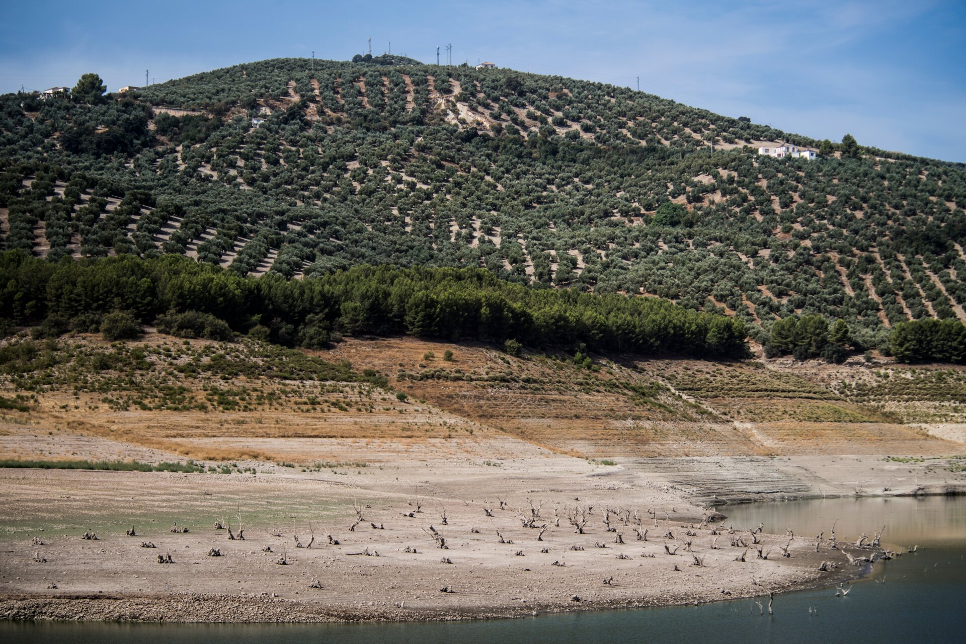 Rows of olive trees next to the Iznájar reservoir in Andalusia.
