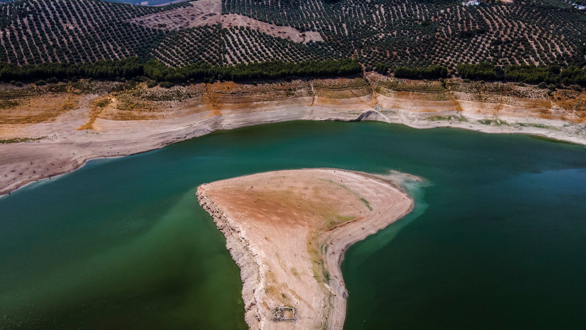 Low water in the Iznájar reservoir bordered by olive trees.