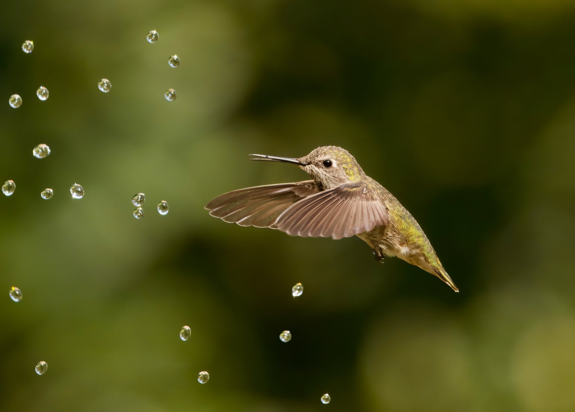 An Anna’s hummingbird is curious about these water droplets.