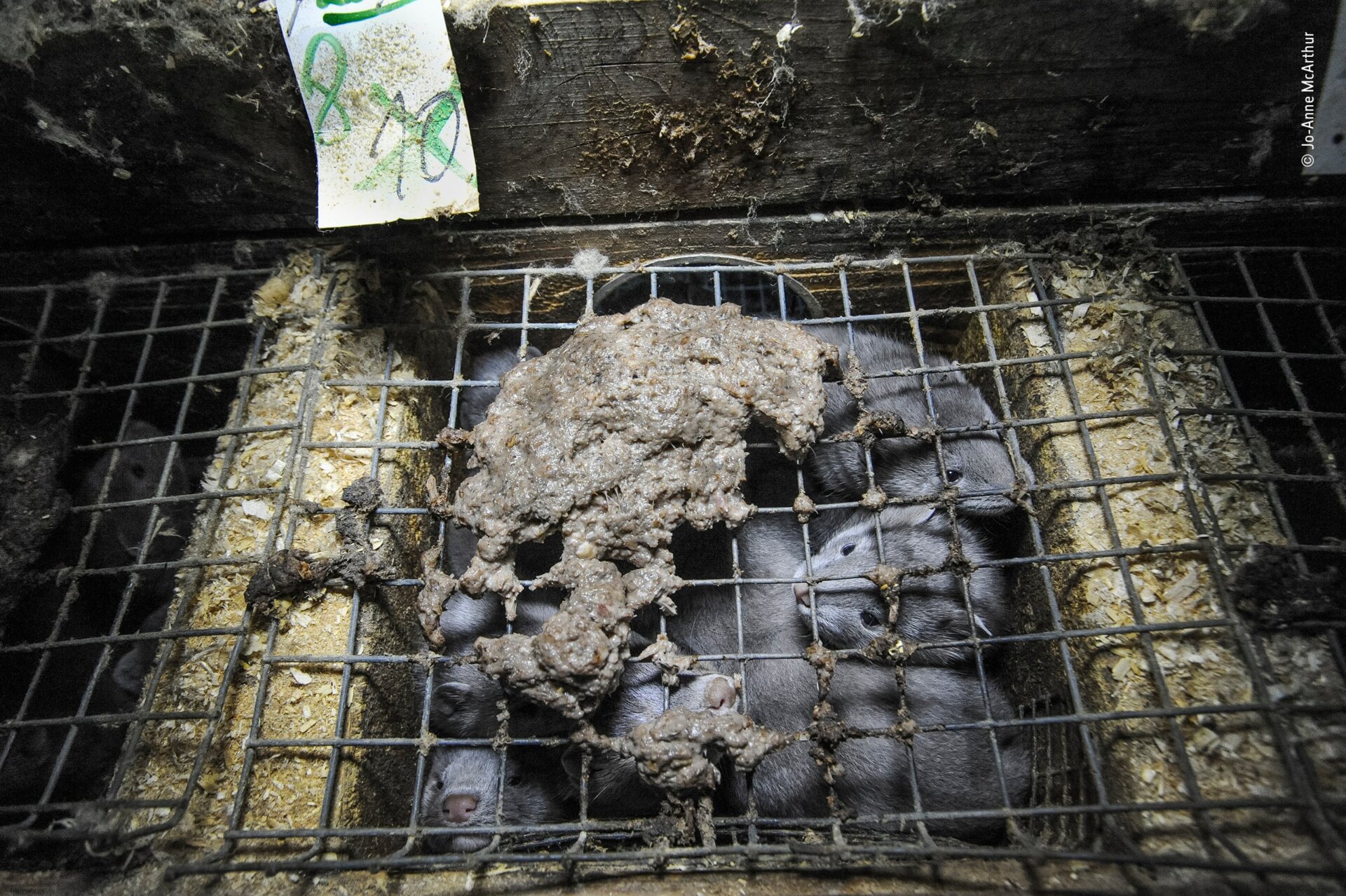 Photo: Jo-Anne McArthur/WIldlife Photographer of the Year