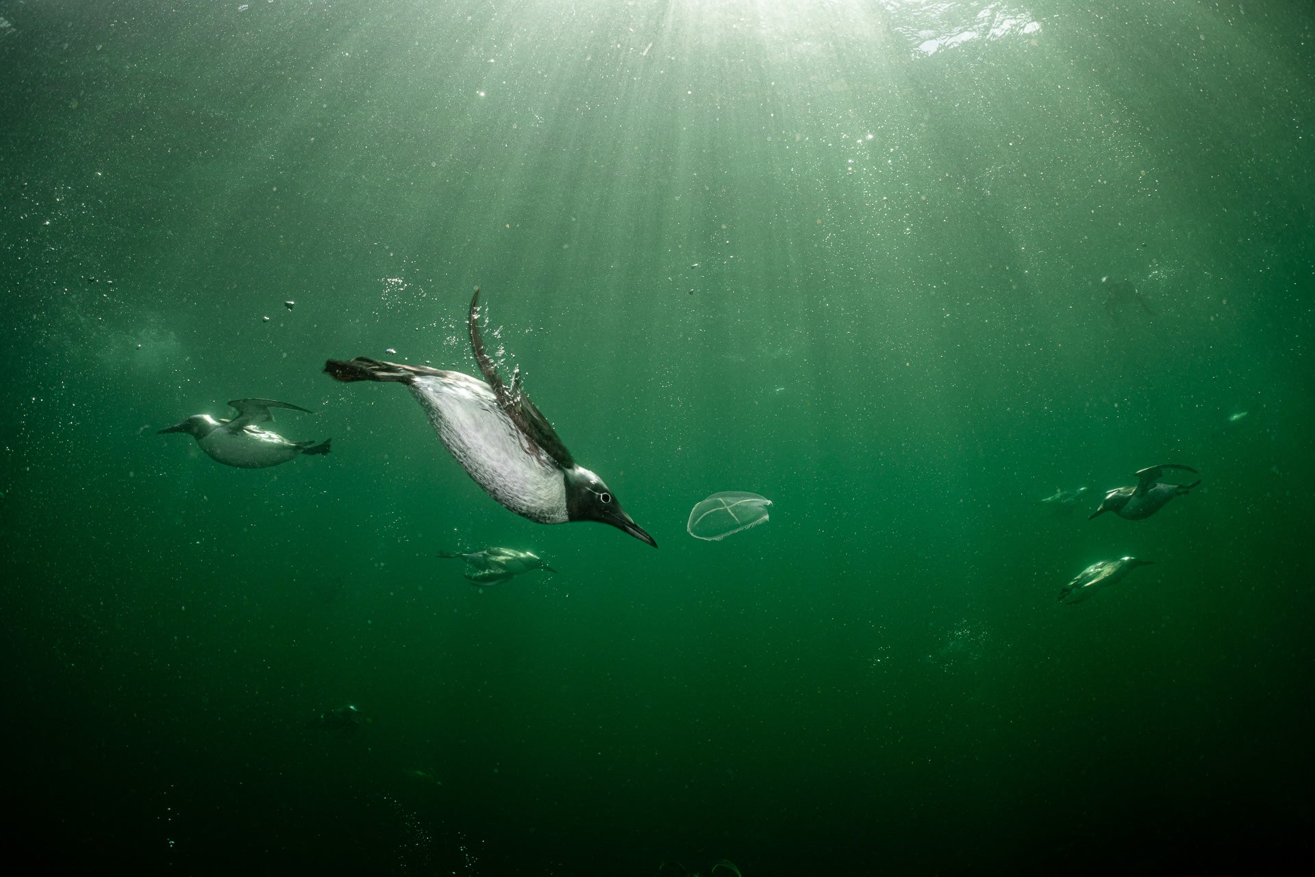 Common murres diving in a Scottish marine preserve.
