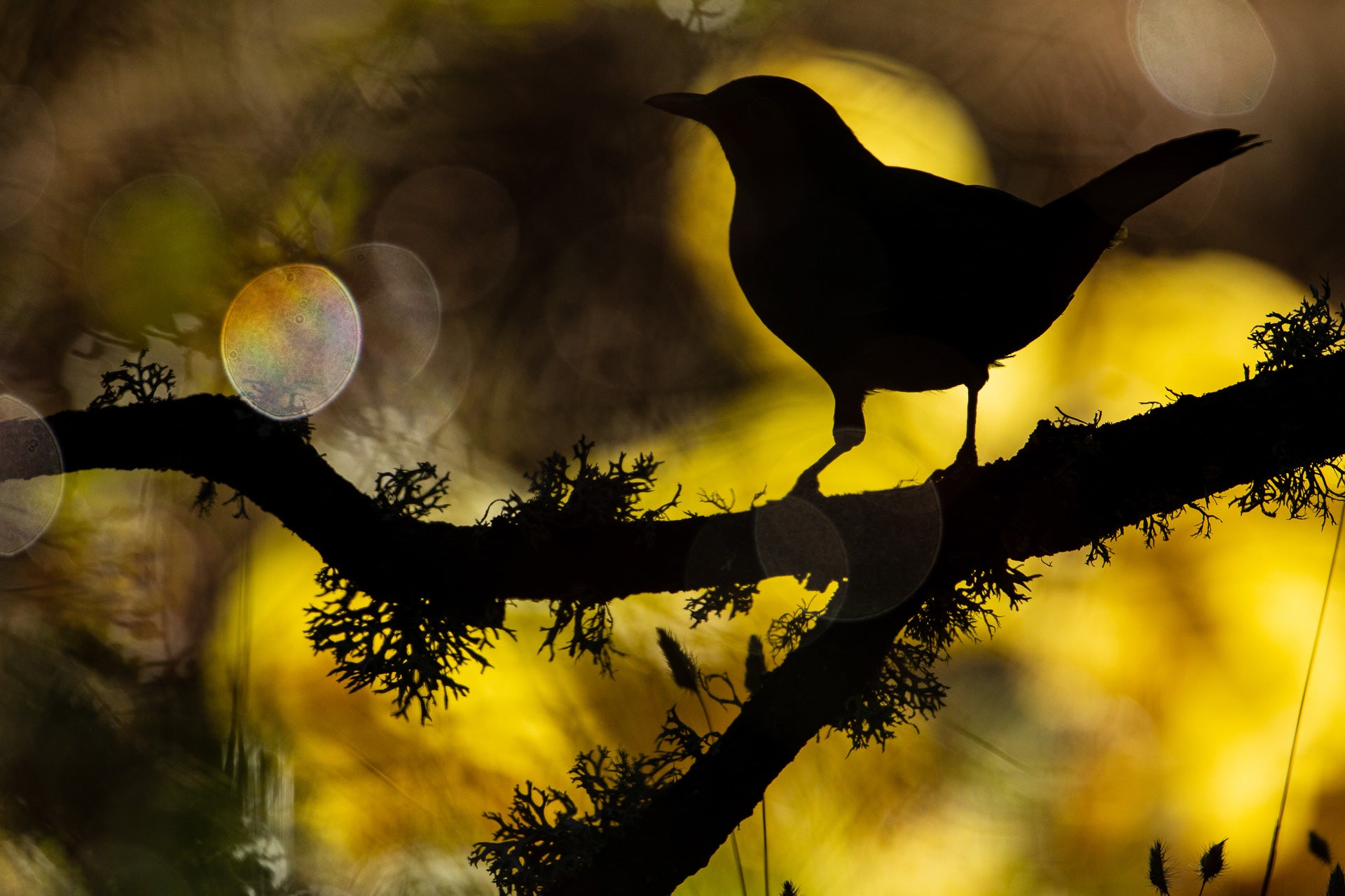 A Eurasian blackbird on a mossy branch.