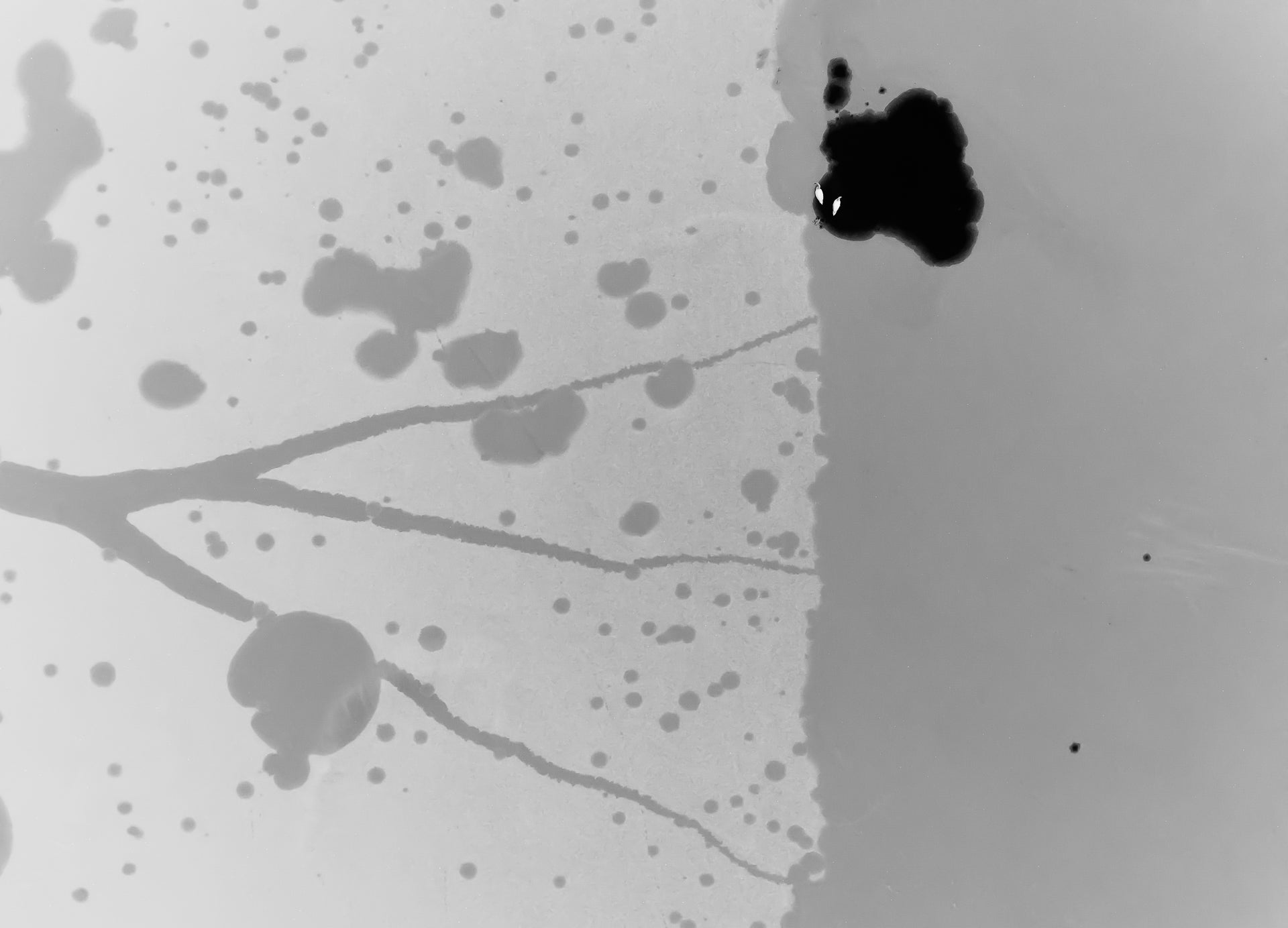 An aerial image showing two mute swans on an icy lake.