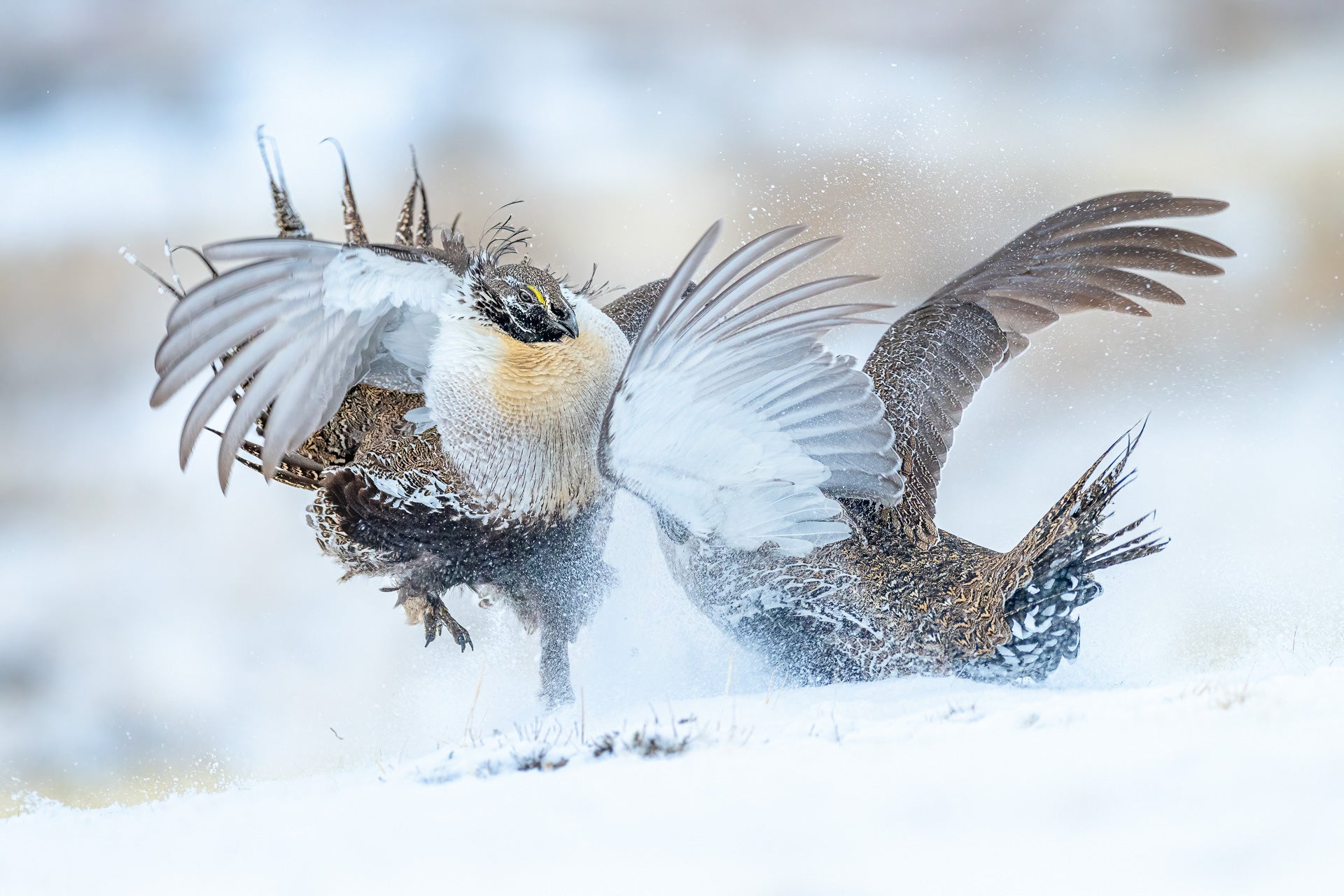 Two male sage grouses face off in the snow.