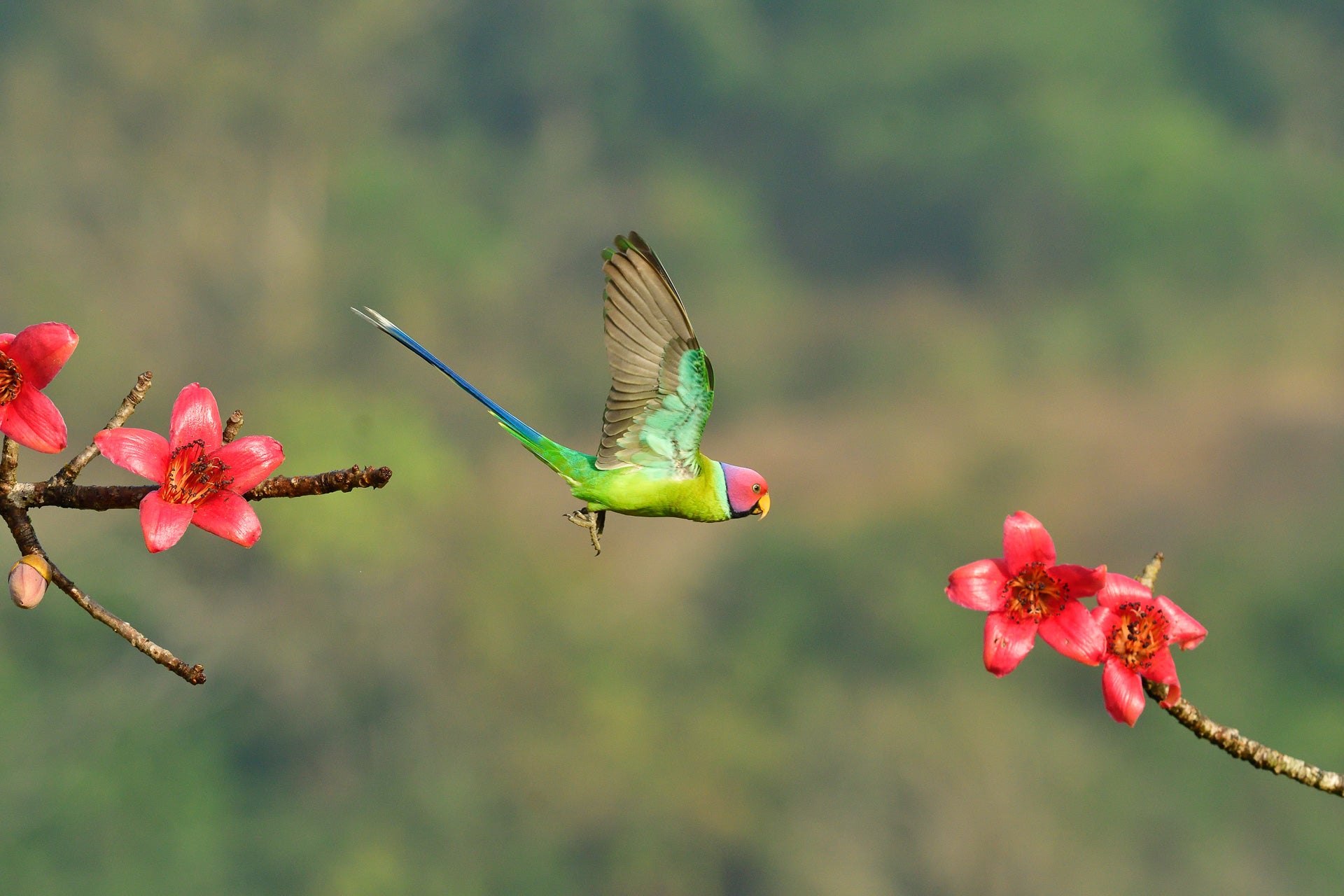 A plum-headed parakeet flies from a lofty perch in Karnataka, India.
