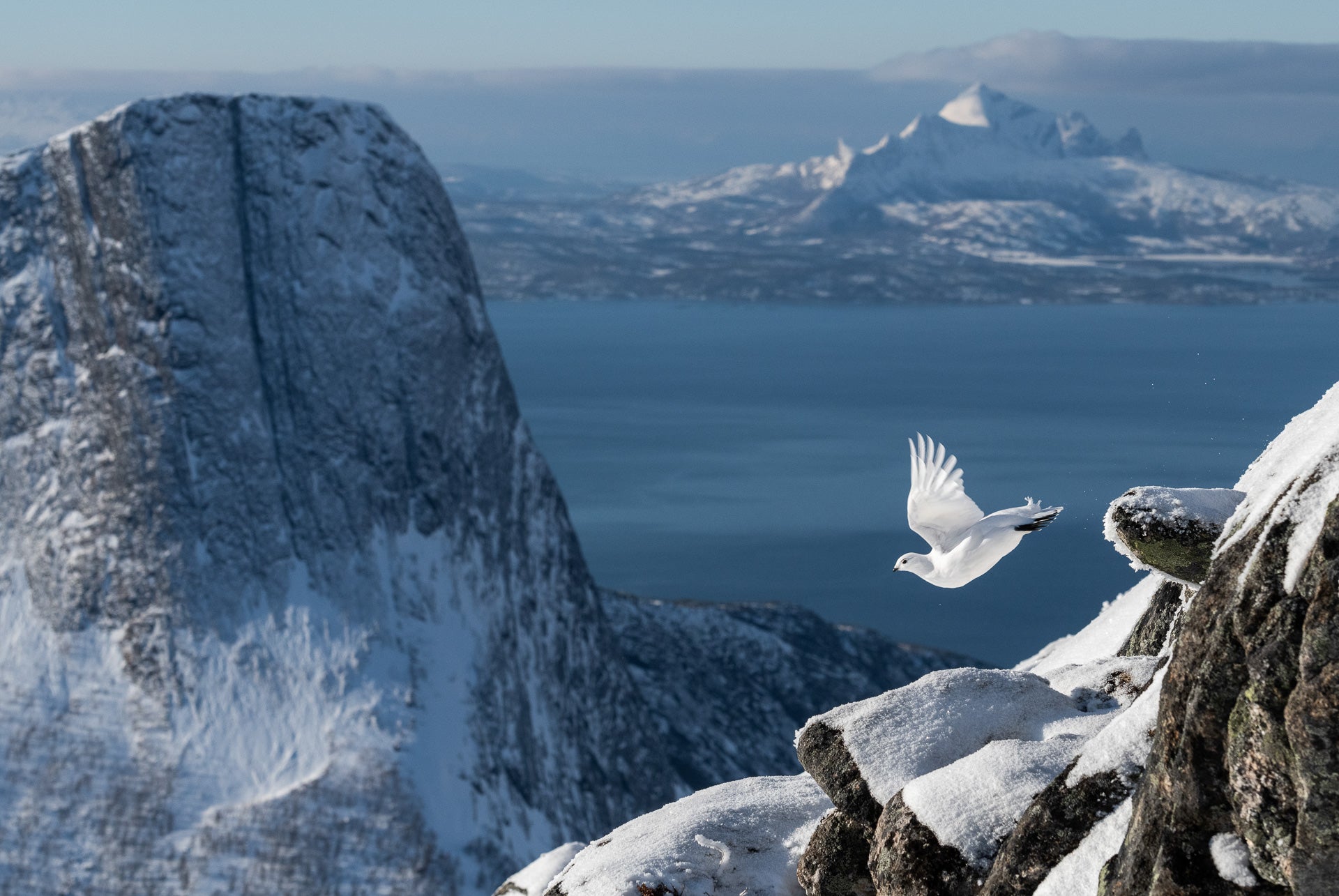 A rock ptarmigan takes wing in Norway.