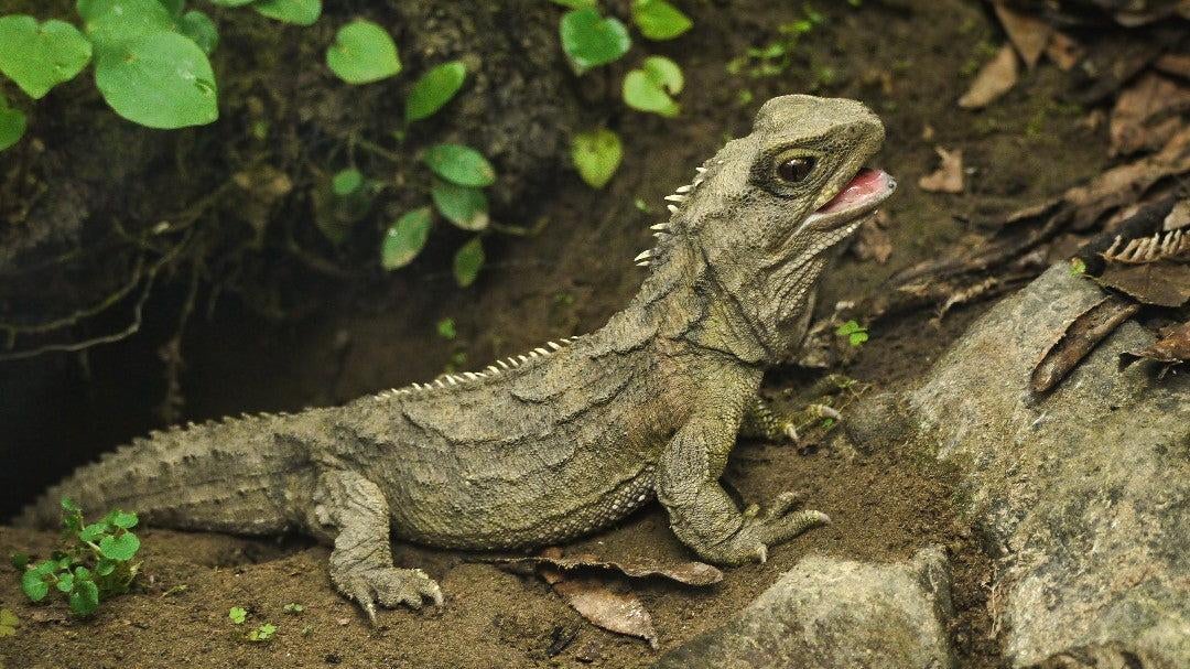 The tuatara, the last extant rhynchocephalian.