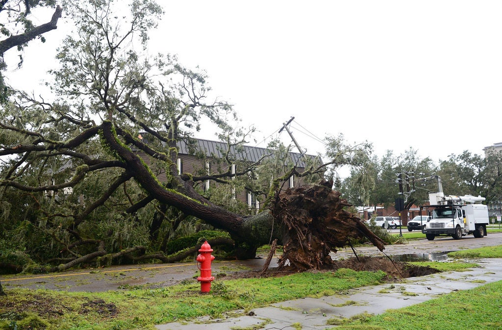 A downed tree blocking the road after being toppled by the winds and rain from Hurricane Ian o on September 29, 2022 in Bartow, Florida. 