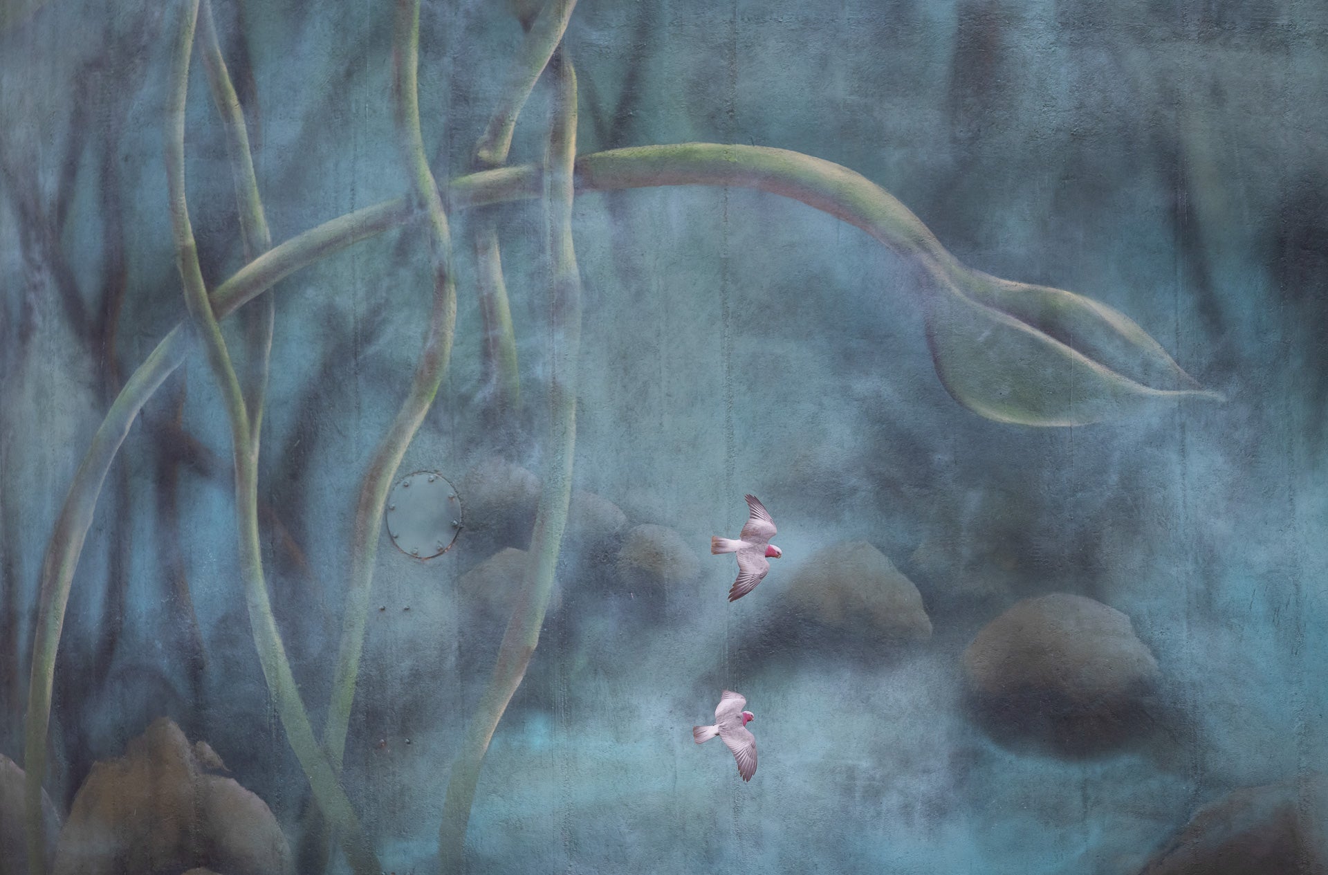 Two strawberry pink galahs fly in front of a mural.