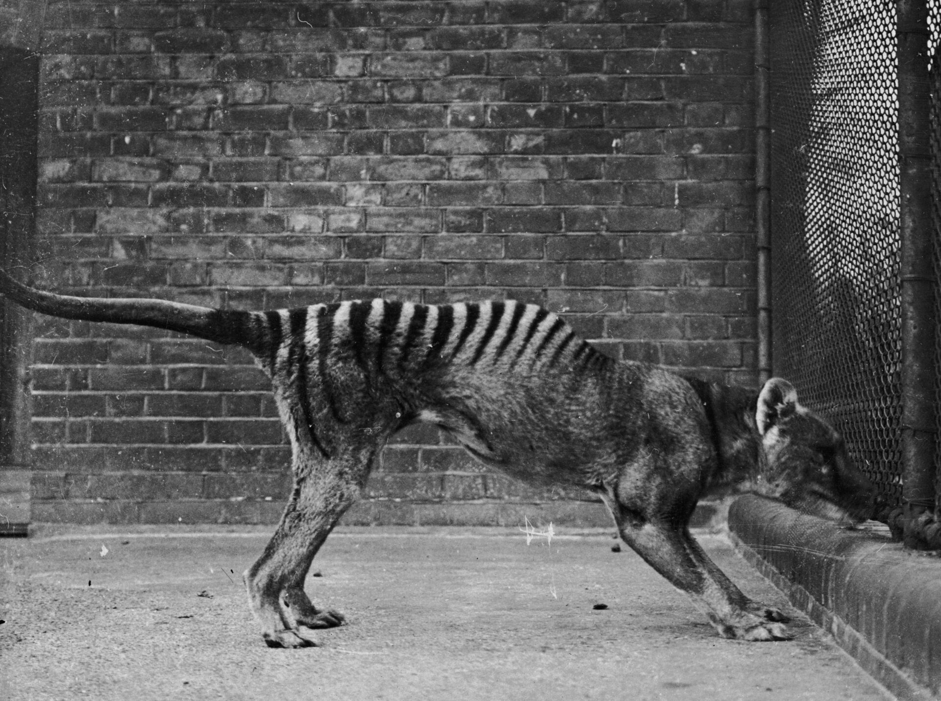 The thylacine, a marsupial predator driven to extinction by humans.