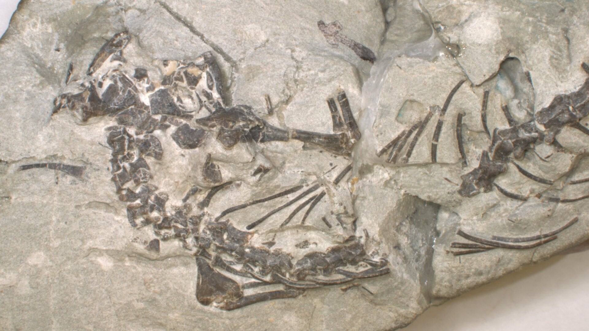 The fossilized reptile’s remains.