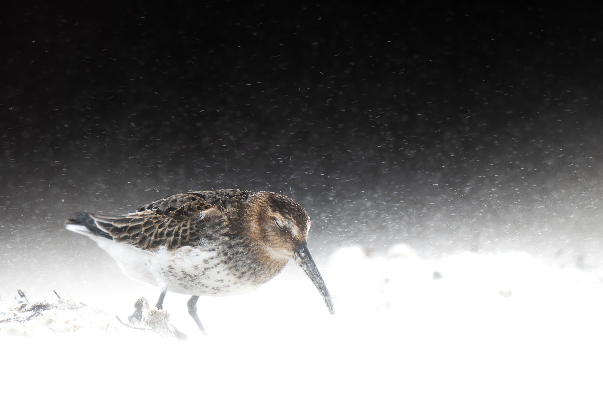 Go little dunlin, go!