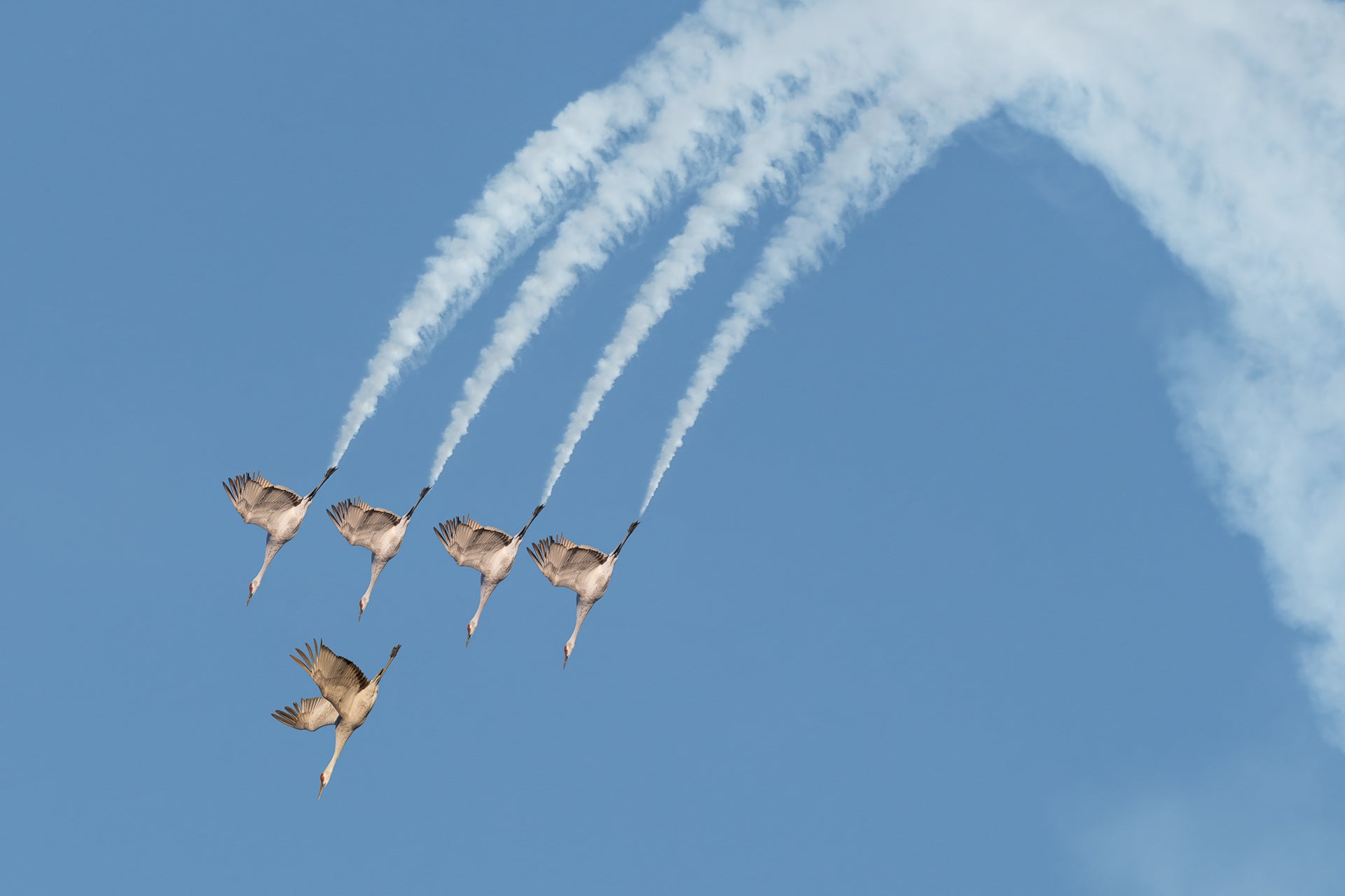 An intriguingly crafted image combined from photos of sandhill cranes and an airshow.