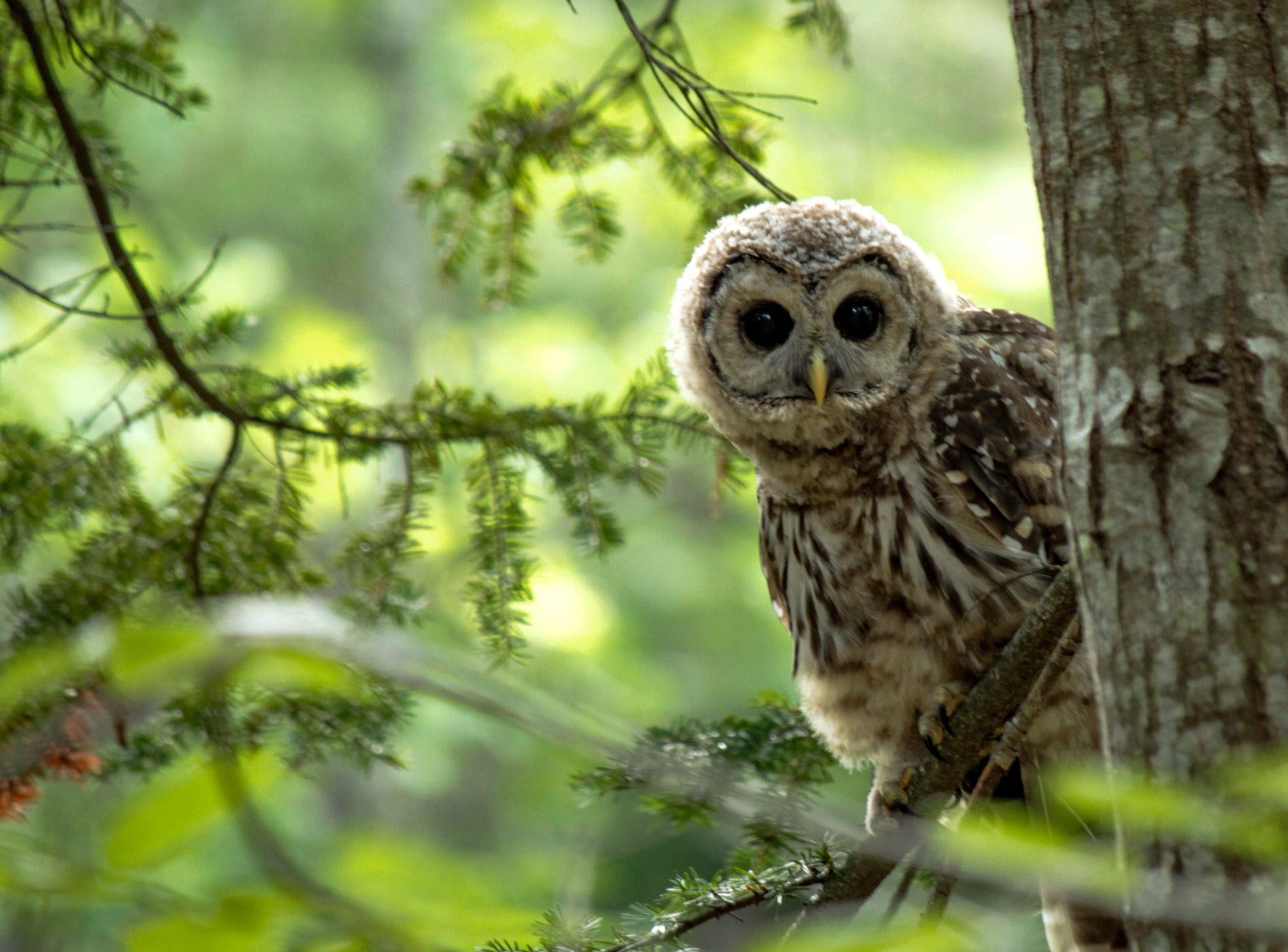 A young barred owl in Maine.