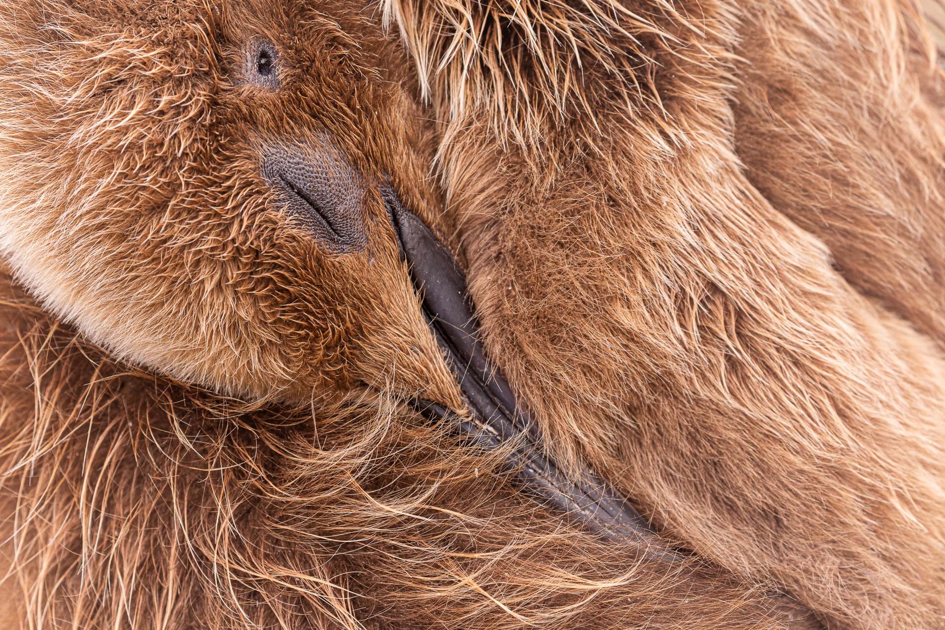 A sleeping king penguin chick in the Falkland Islands.