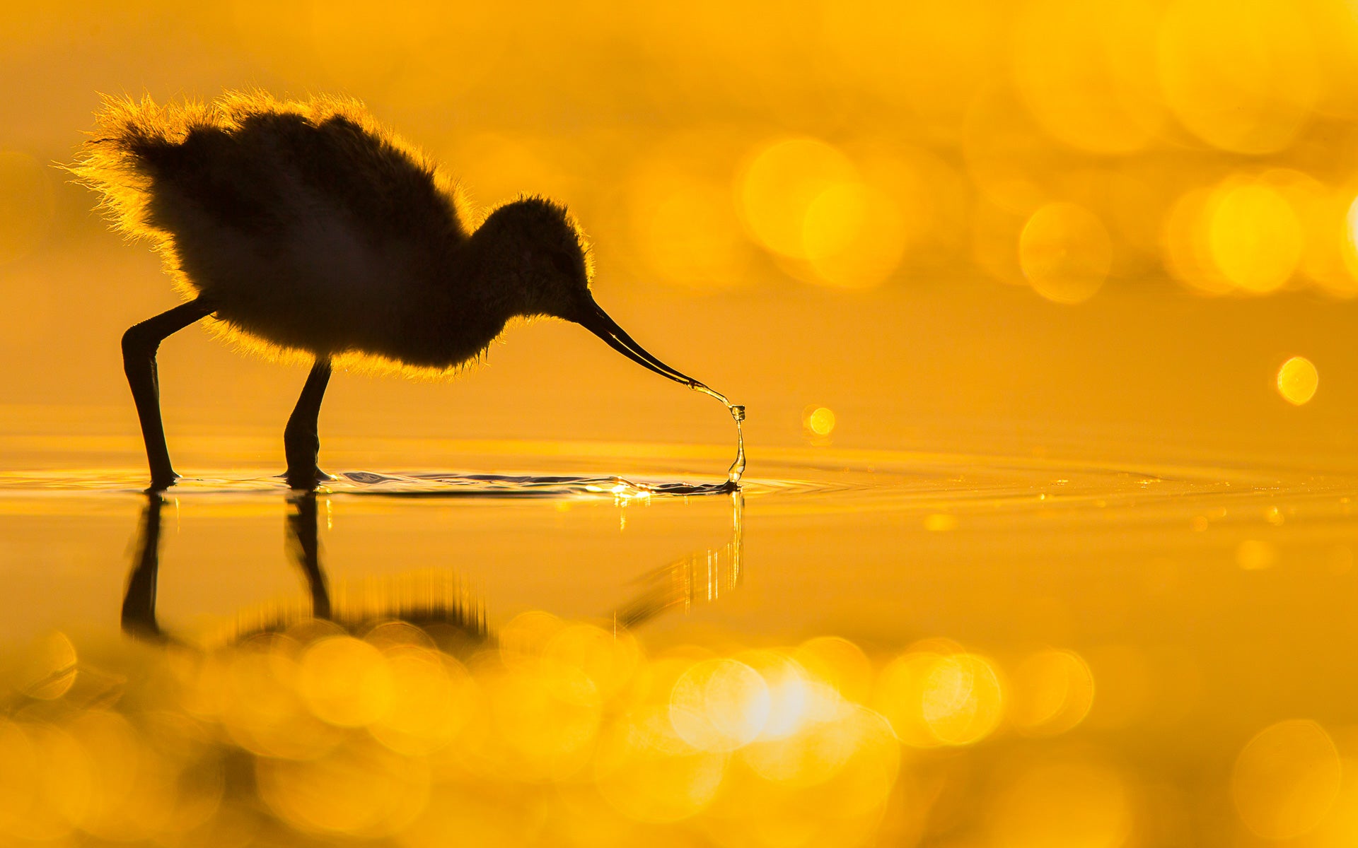 A pied avocet check wades through shallow water.