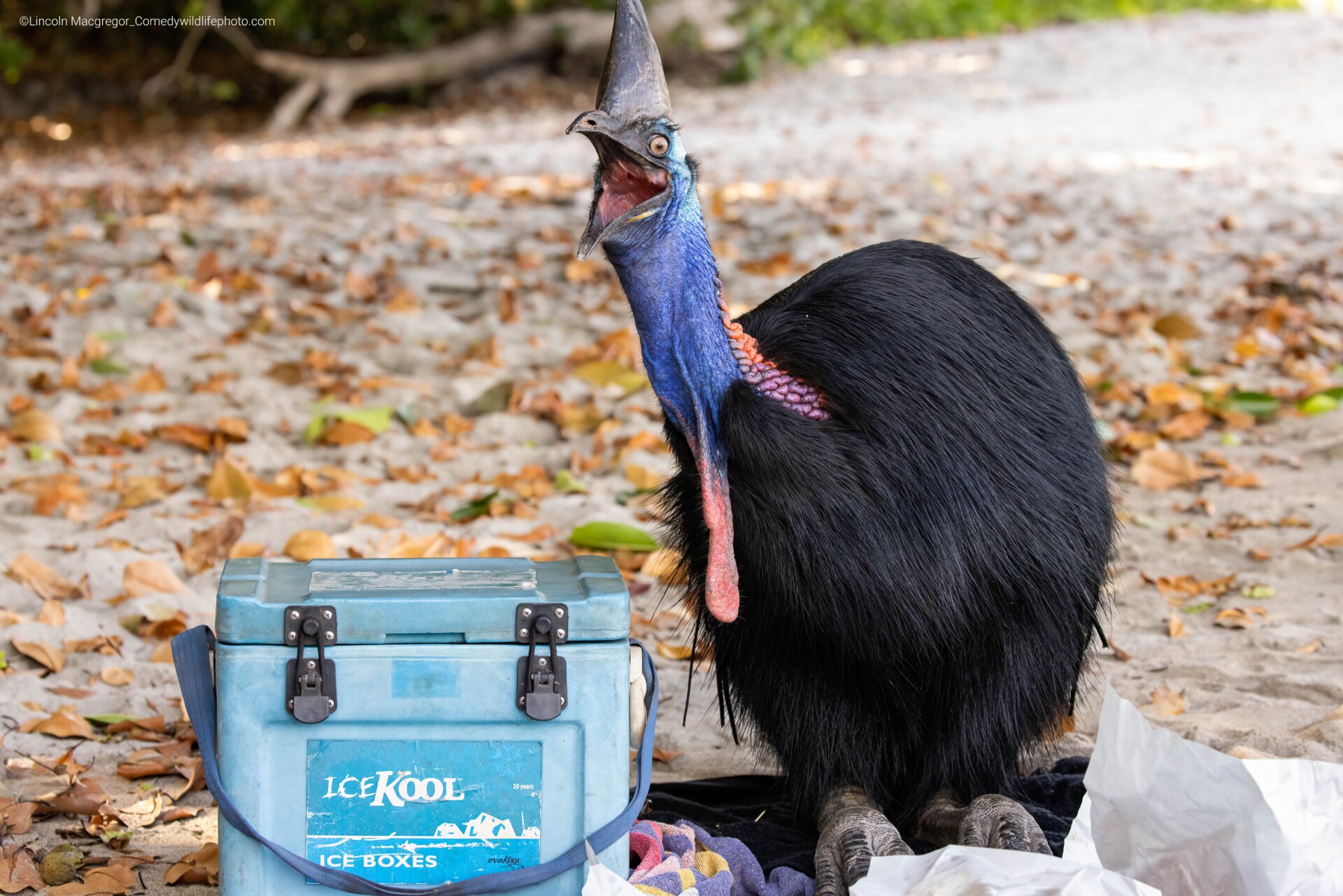 A cassowary gawks nexts to a cooler.