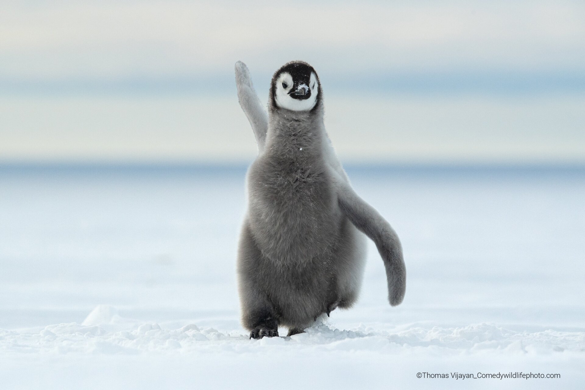 A large emperor penguin chick in Antarctica.