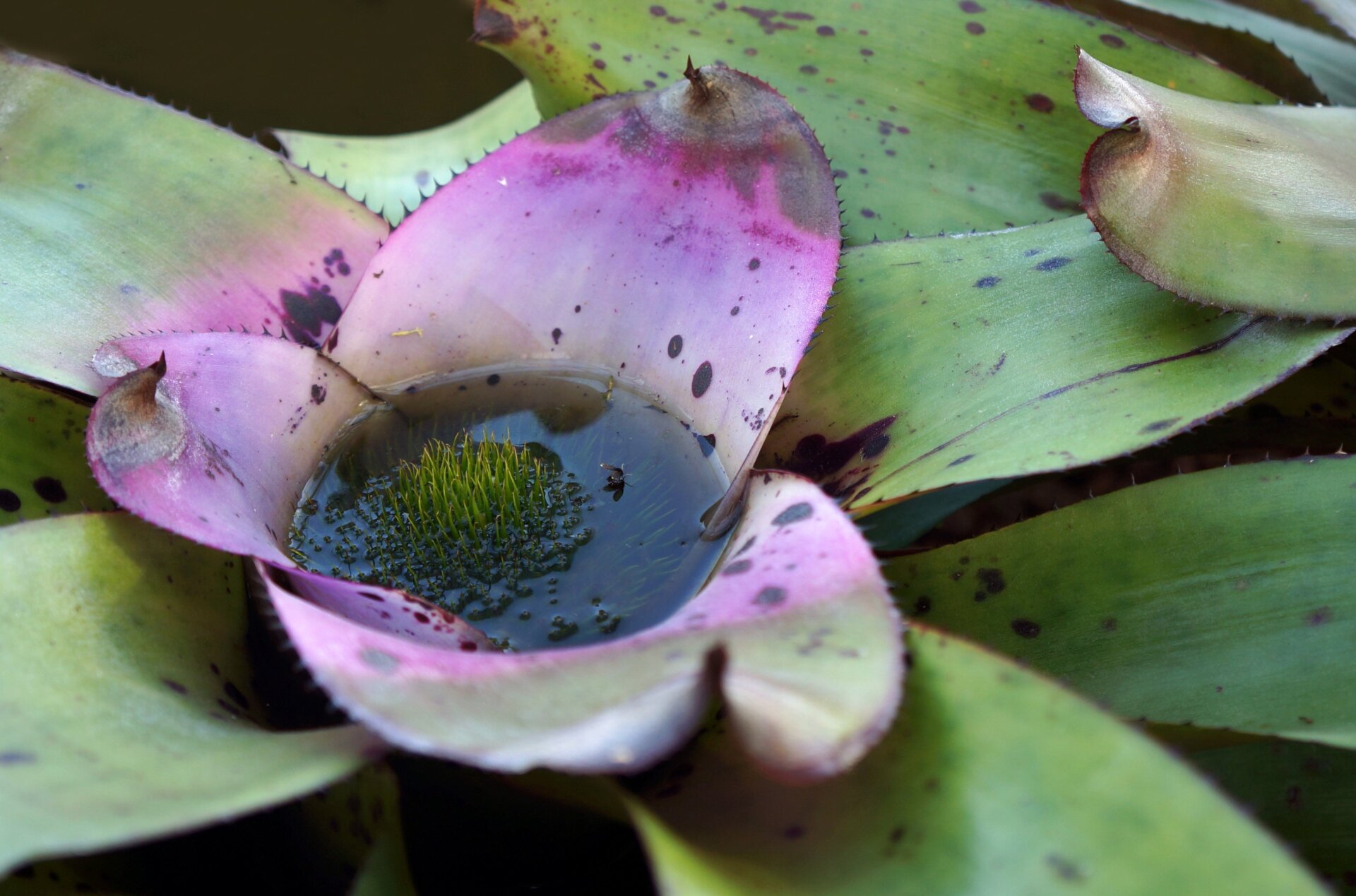The bromeliad pictured above is NOT a carnivorous plant. But is one of many species that collects water in tiny pools called phytotelma. The evolutionary precursors of carnivorous pitcher plants may have had a similar feature. In fact, some bromeliads have evolved to be carnivorous, too.