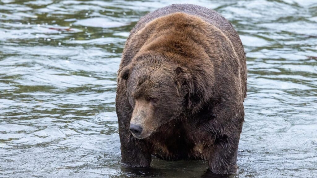 Photo: Katmai Conservancy/Guy Runco